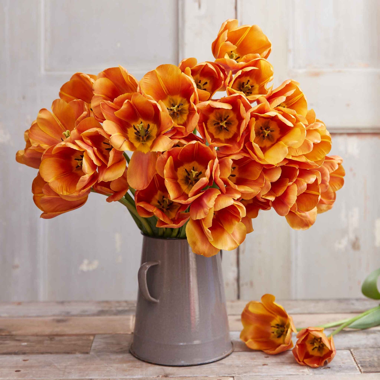tulip brown sugar
