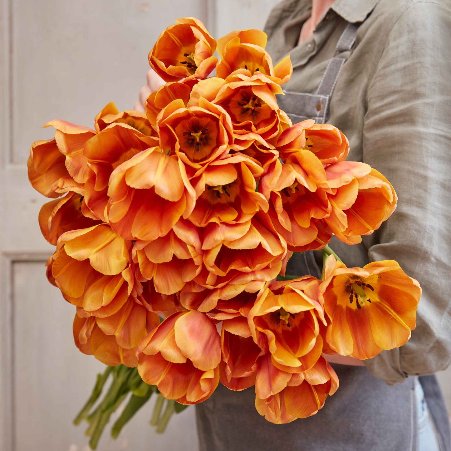 tulip brown sugar