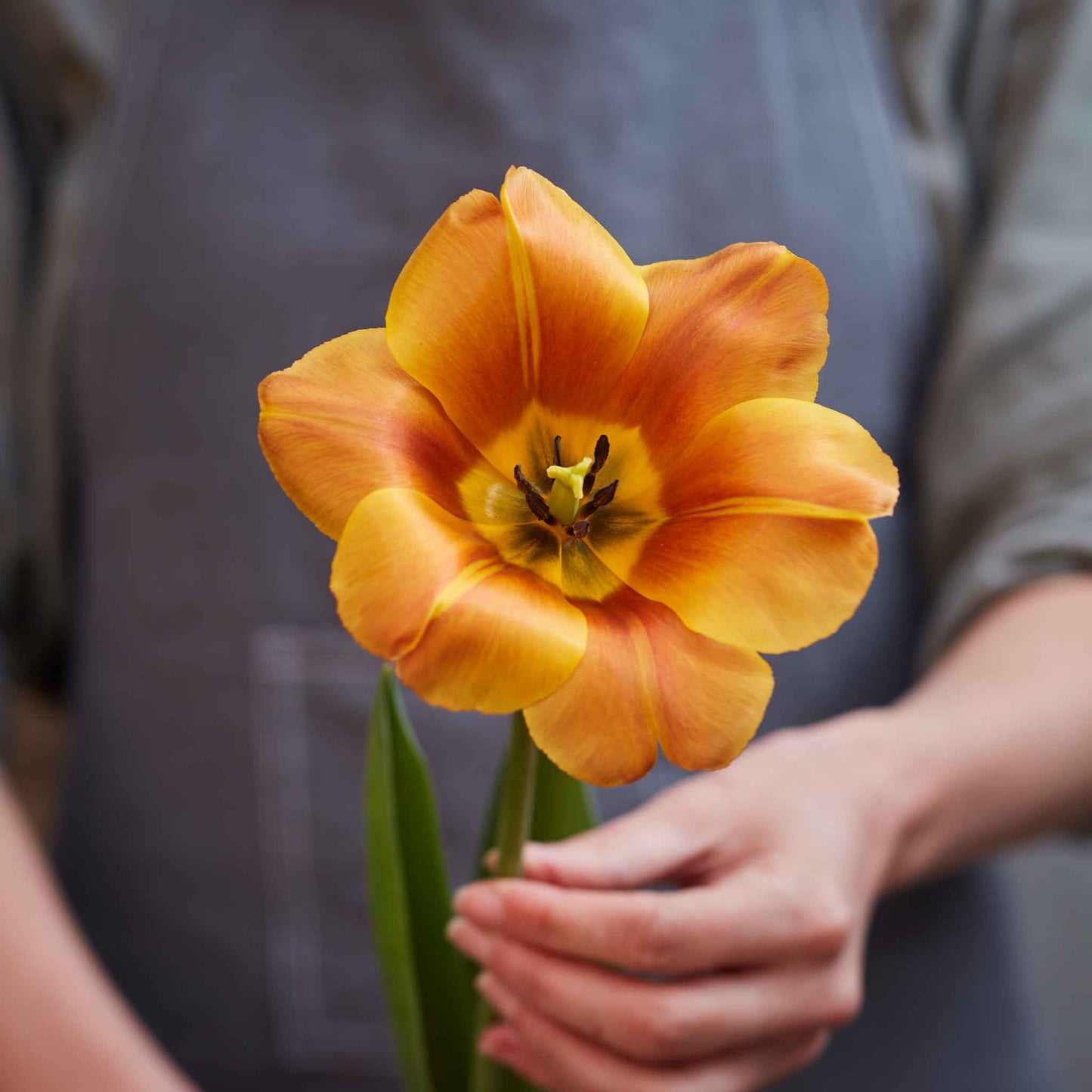 tulip brown sugar