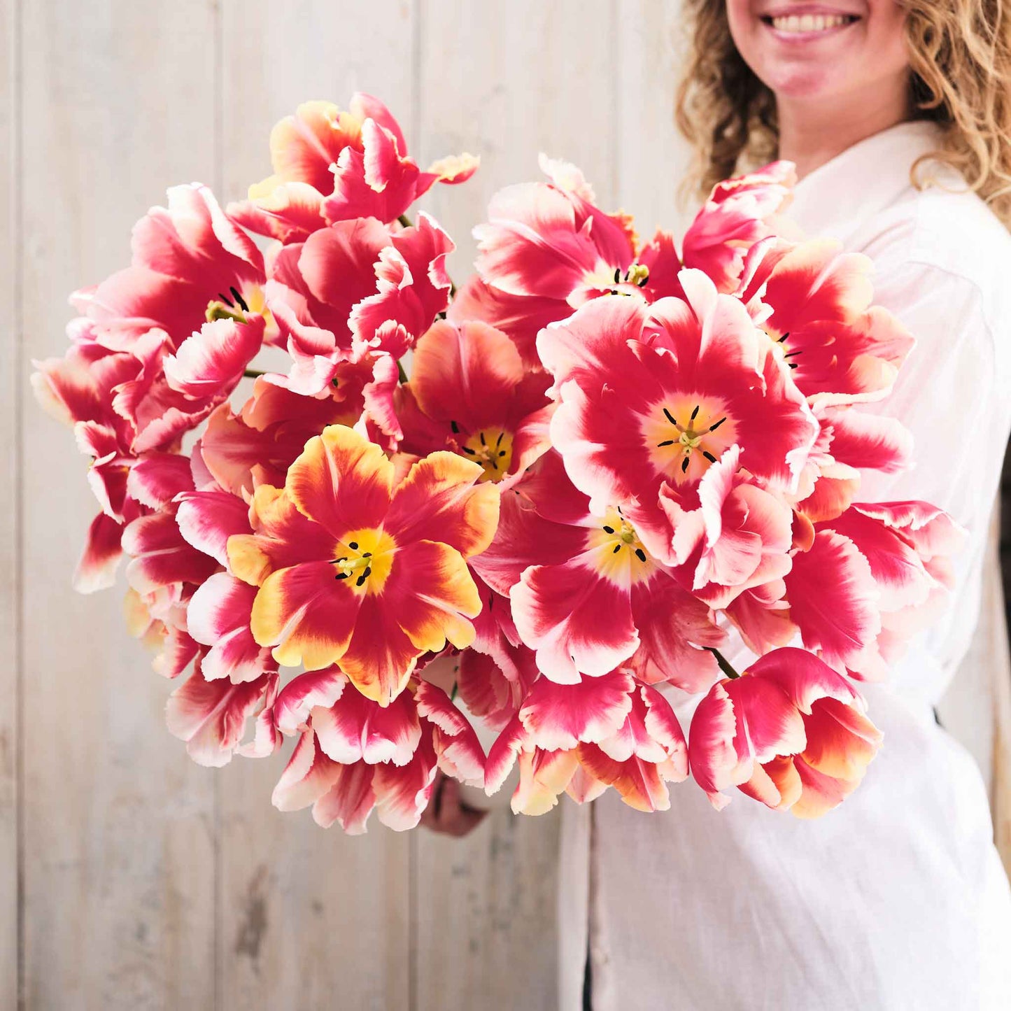 tulip dee jay parrot