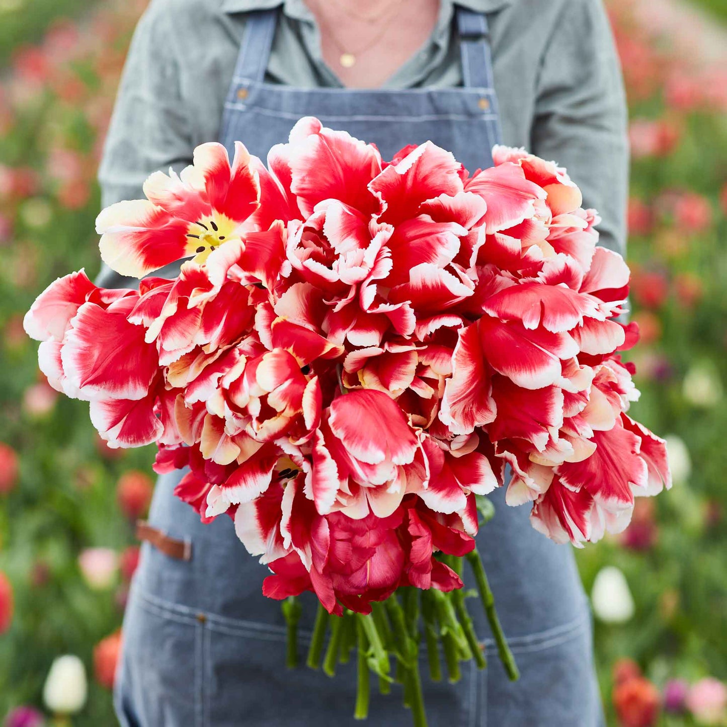 tulip dee jay parrot