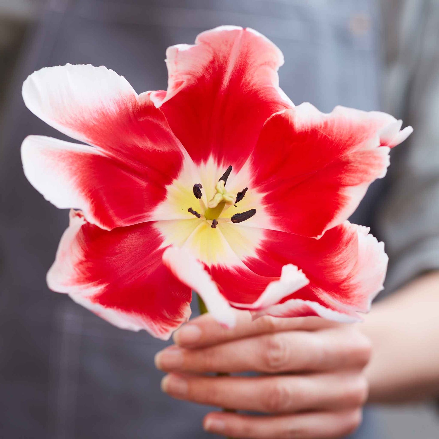 tulip dee jay parrot