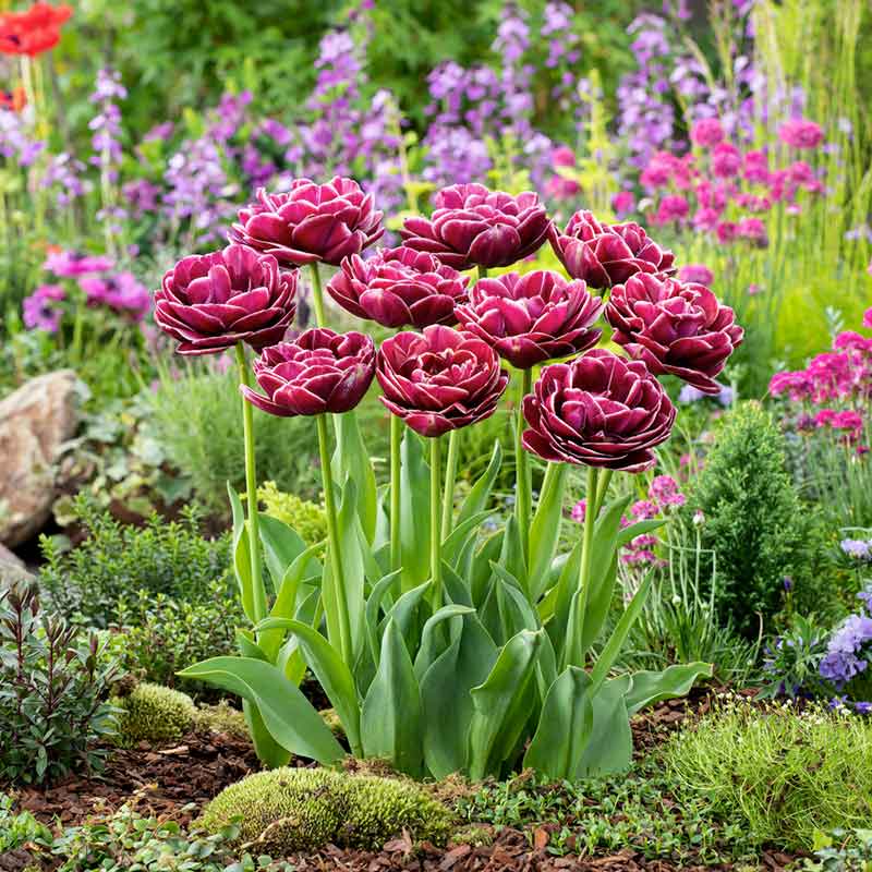 tulip dream touch | copyright: Floramedia UK Ltd