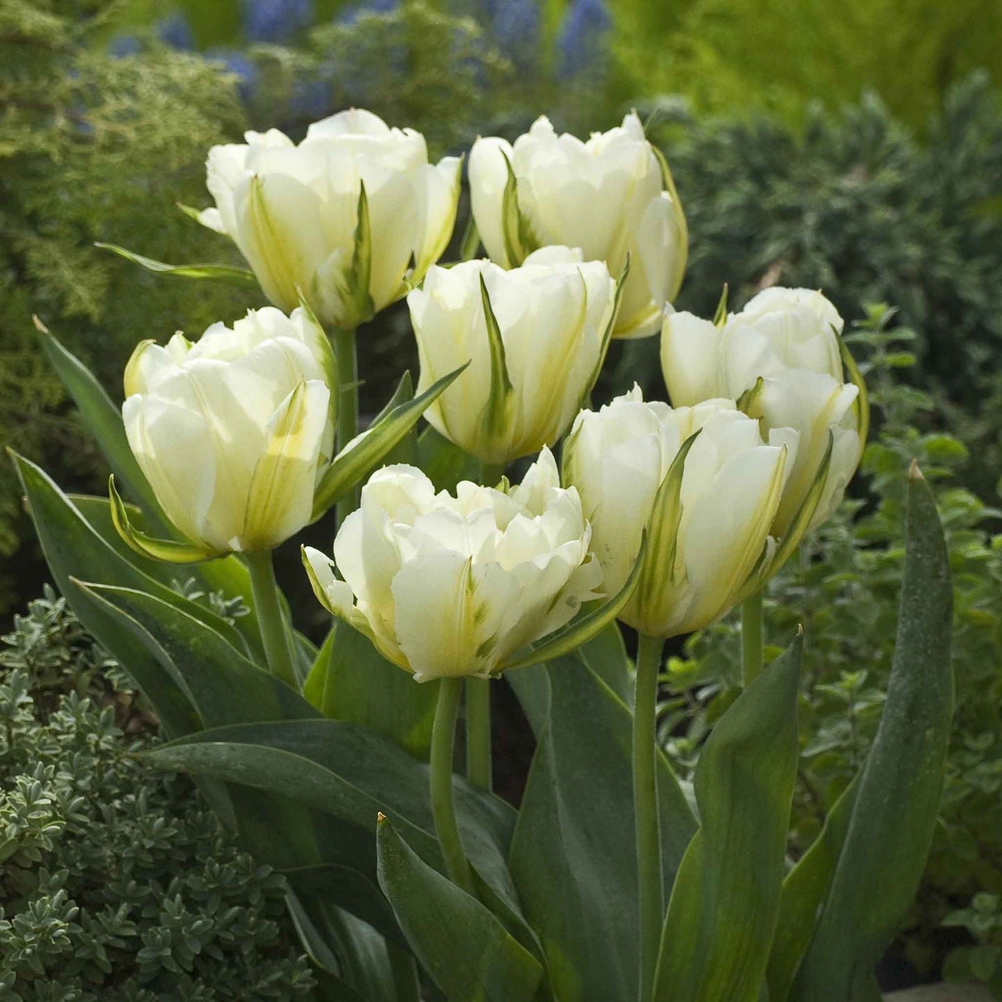 tulip exotic emperor