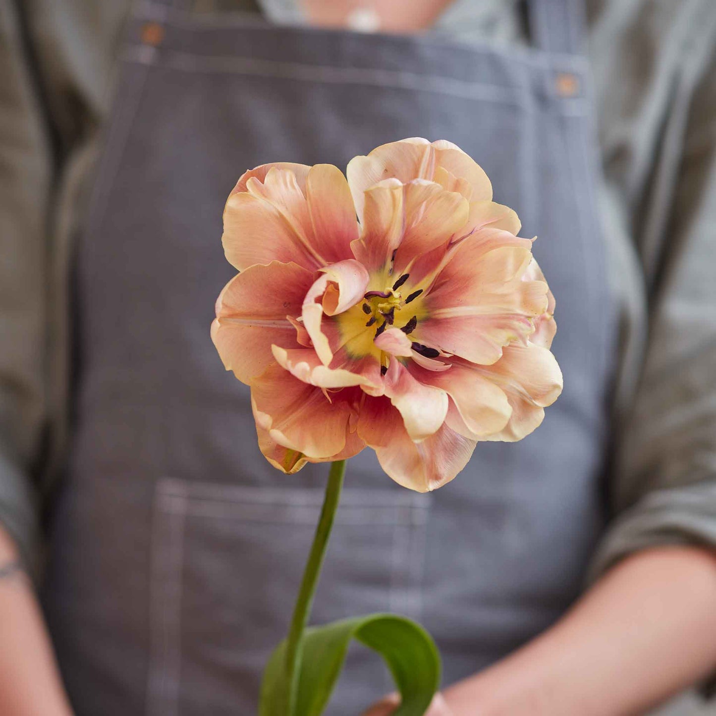 tulip french quarter mix