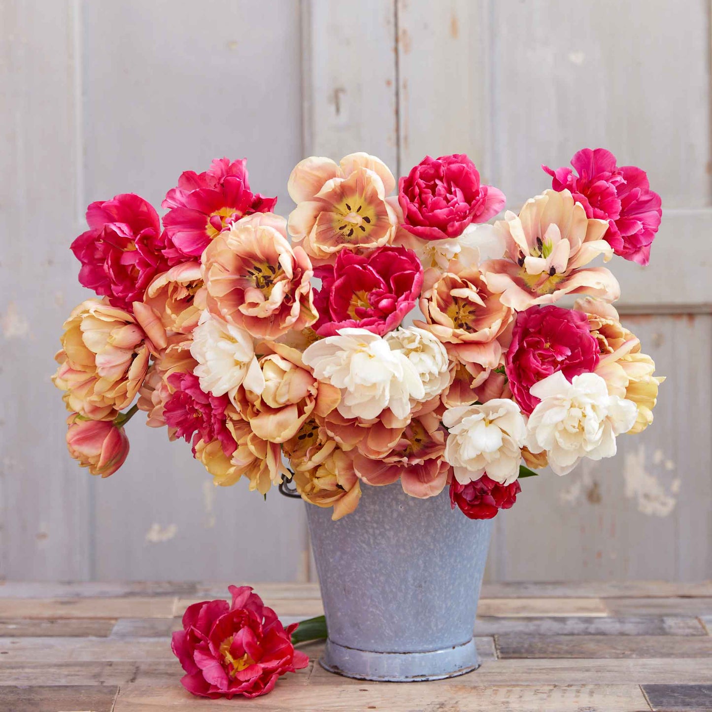 tulip garden party mix