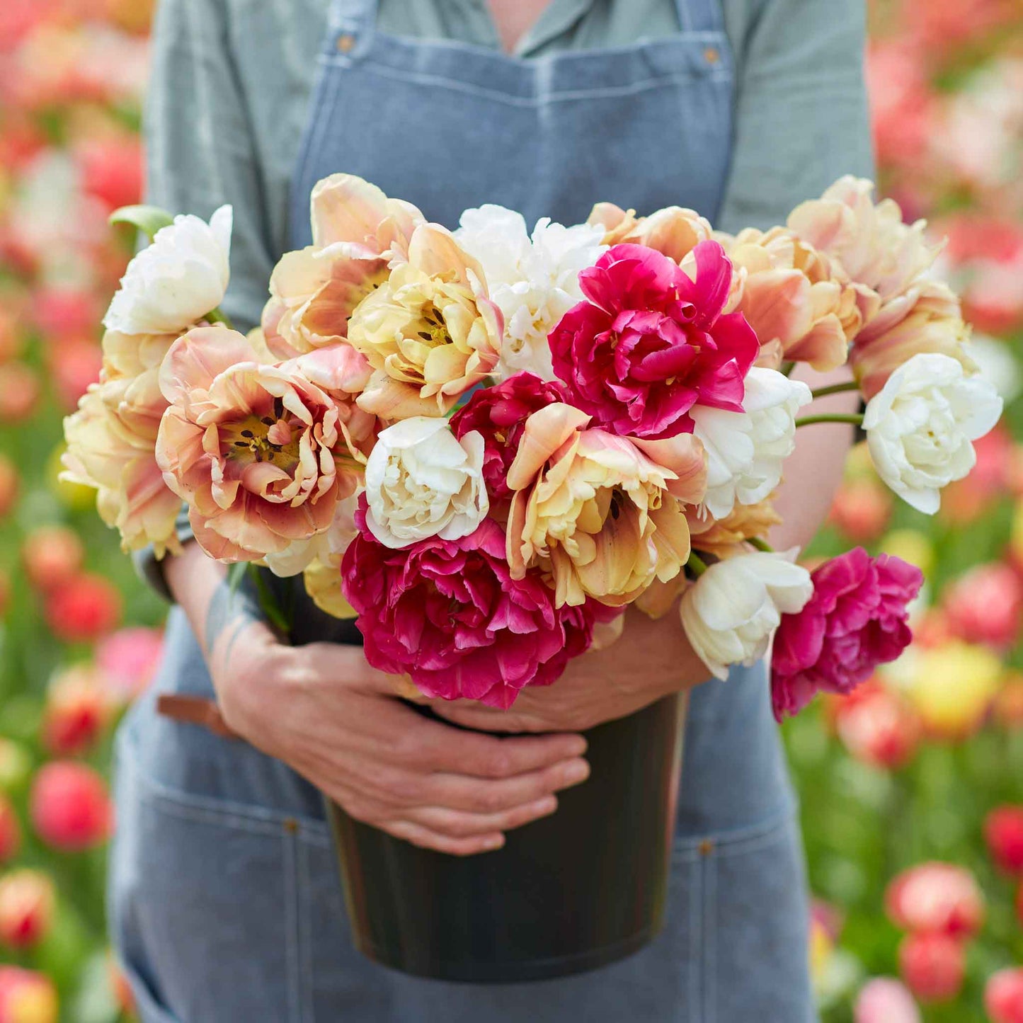 tulip garden party mix