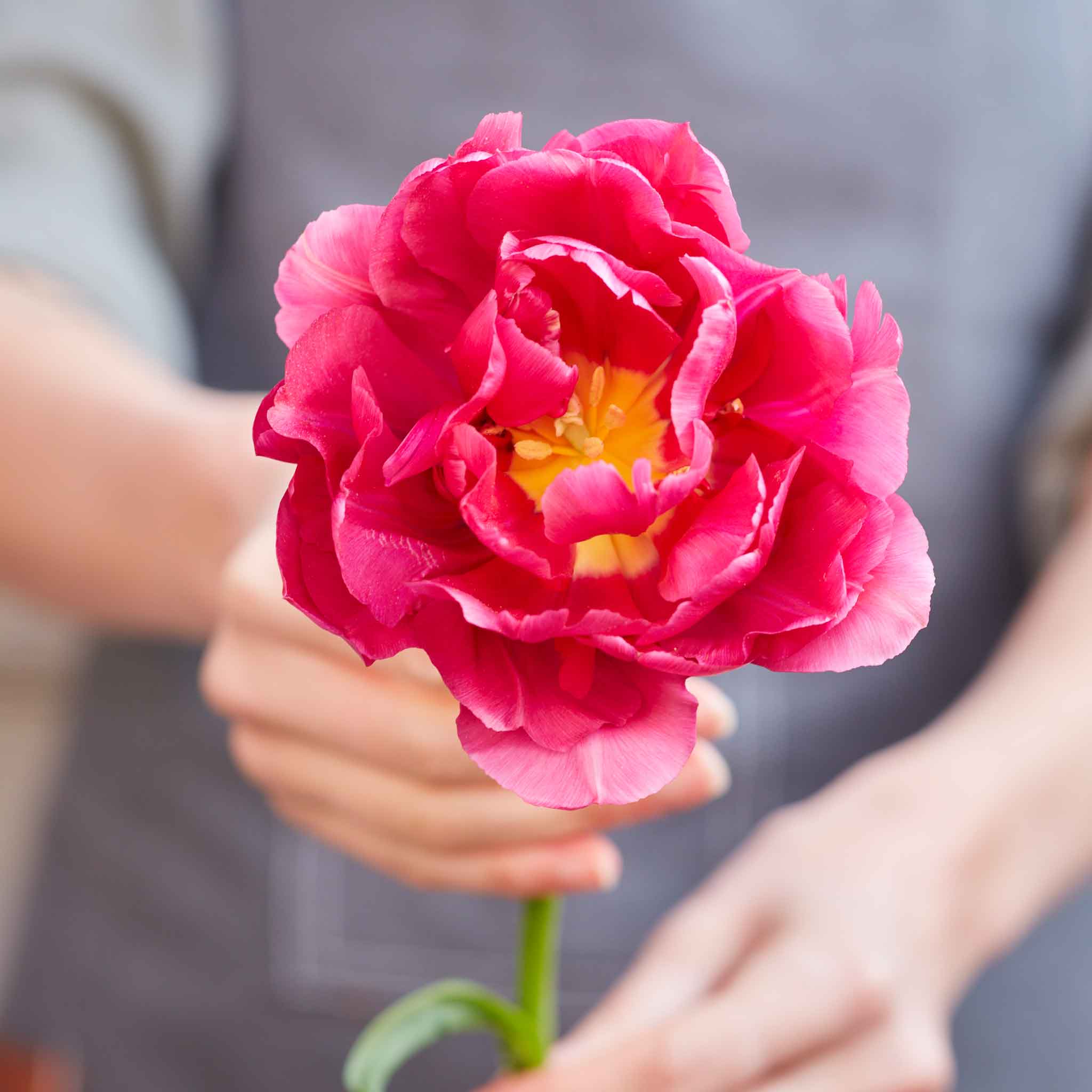 tulip hawaiian sunset mix
