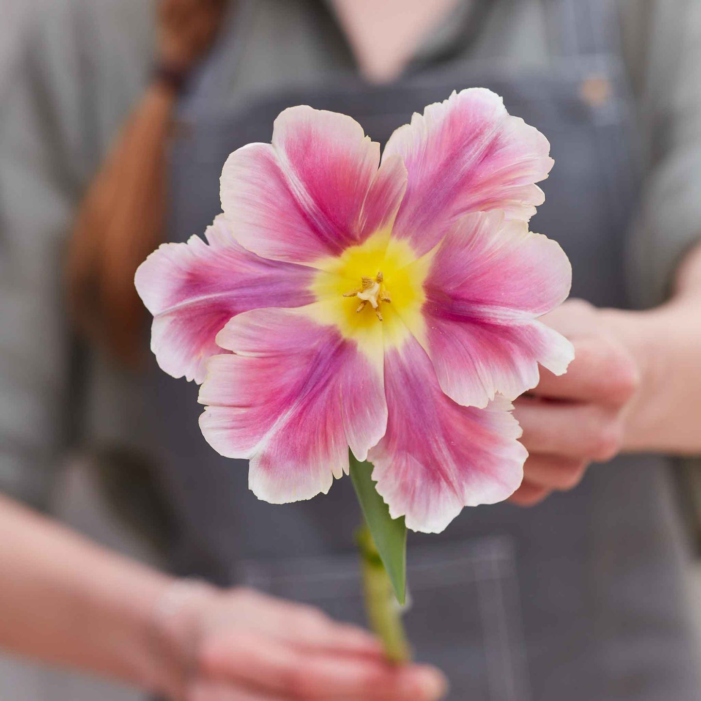 tulip mothers day mix
