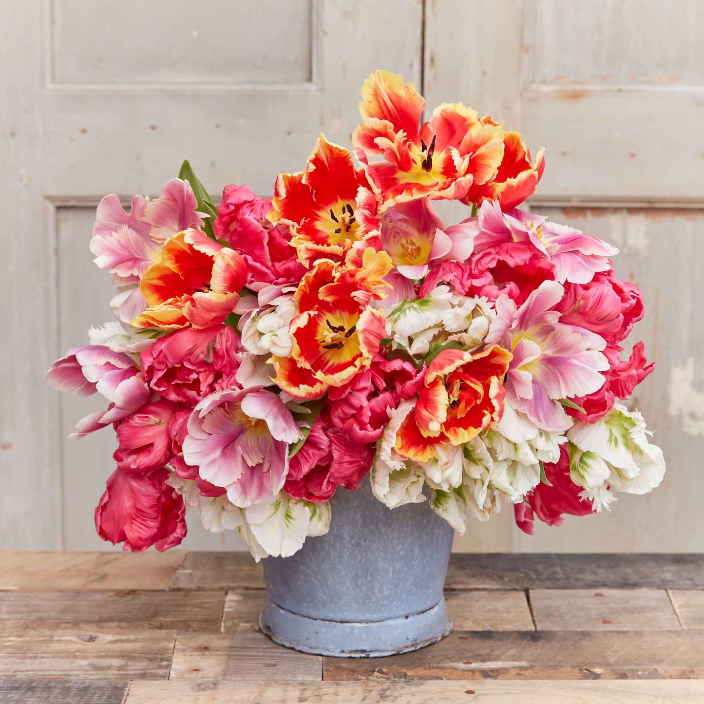 tulip perfect parrot mix