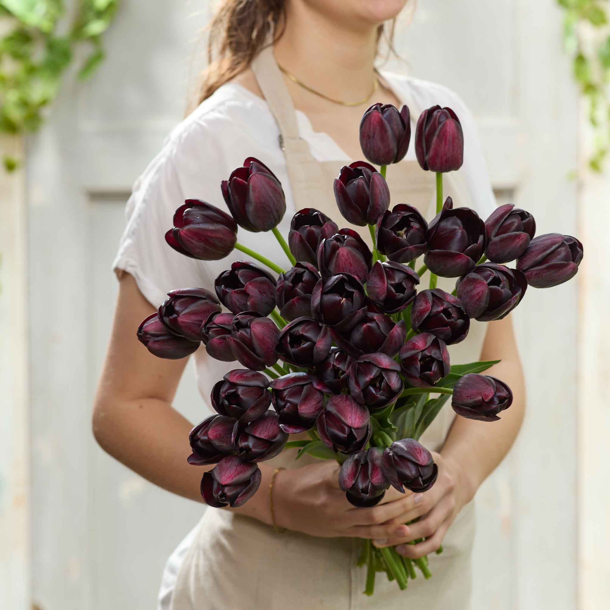 tulip queen of the night