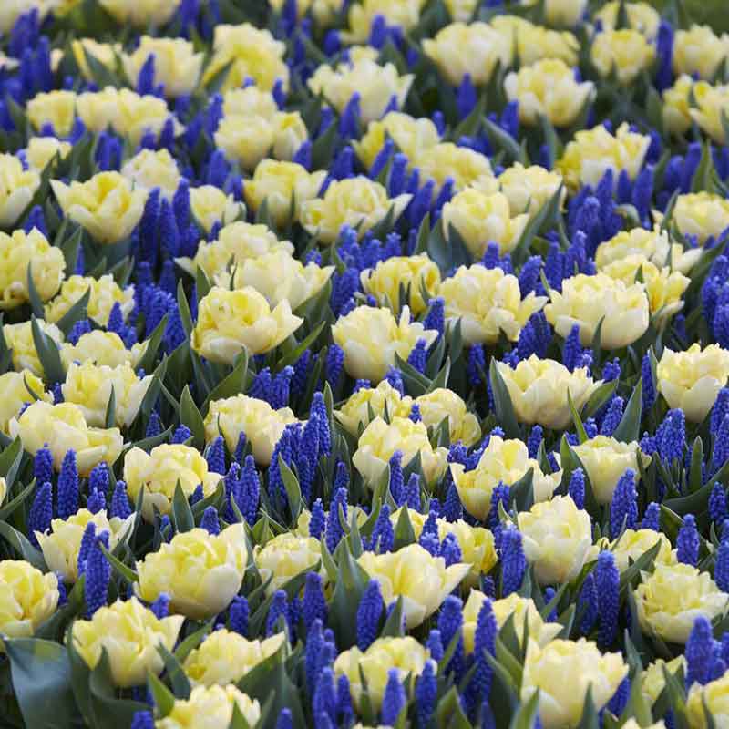 tulip secret perfume muscari mix