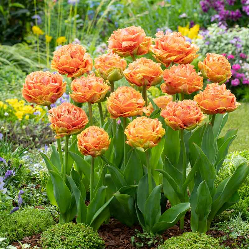 tulip sensual touch | copyright: Floramedia UK Ltd