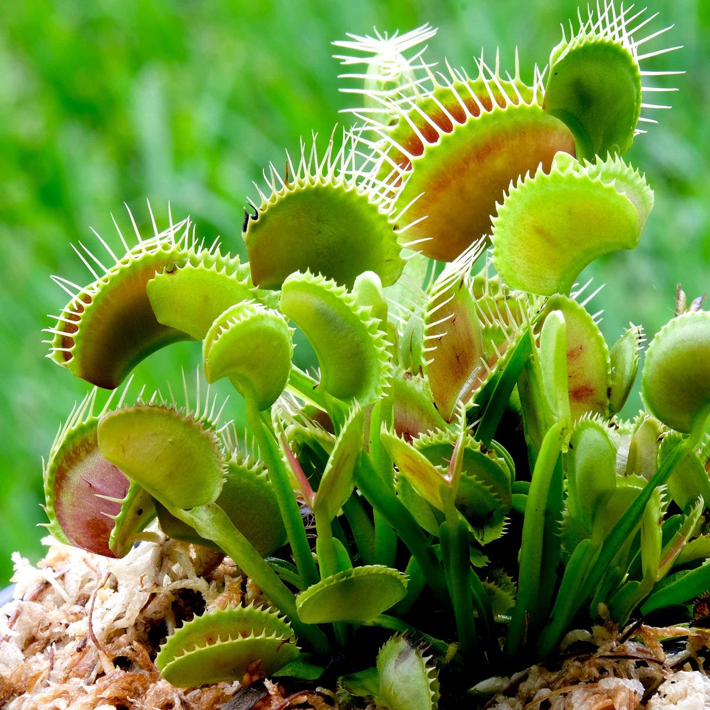 venus flytrap