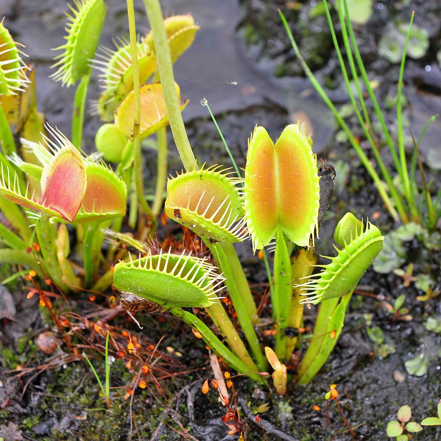 venus flytrap