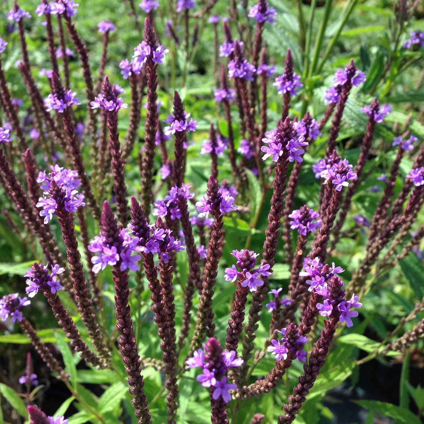 Blue vervain verbena flowers with dark reddish-brown spikes and green leaves in a garden setting.