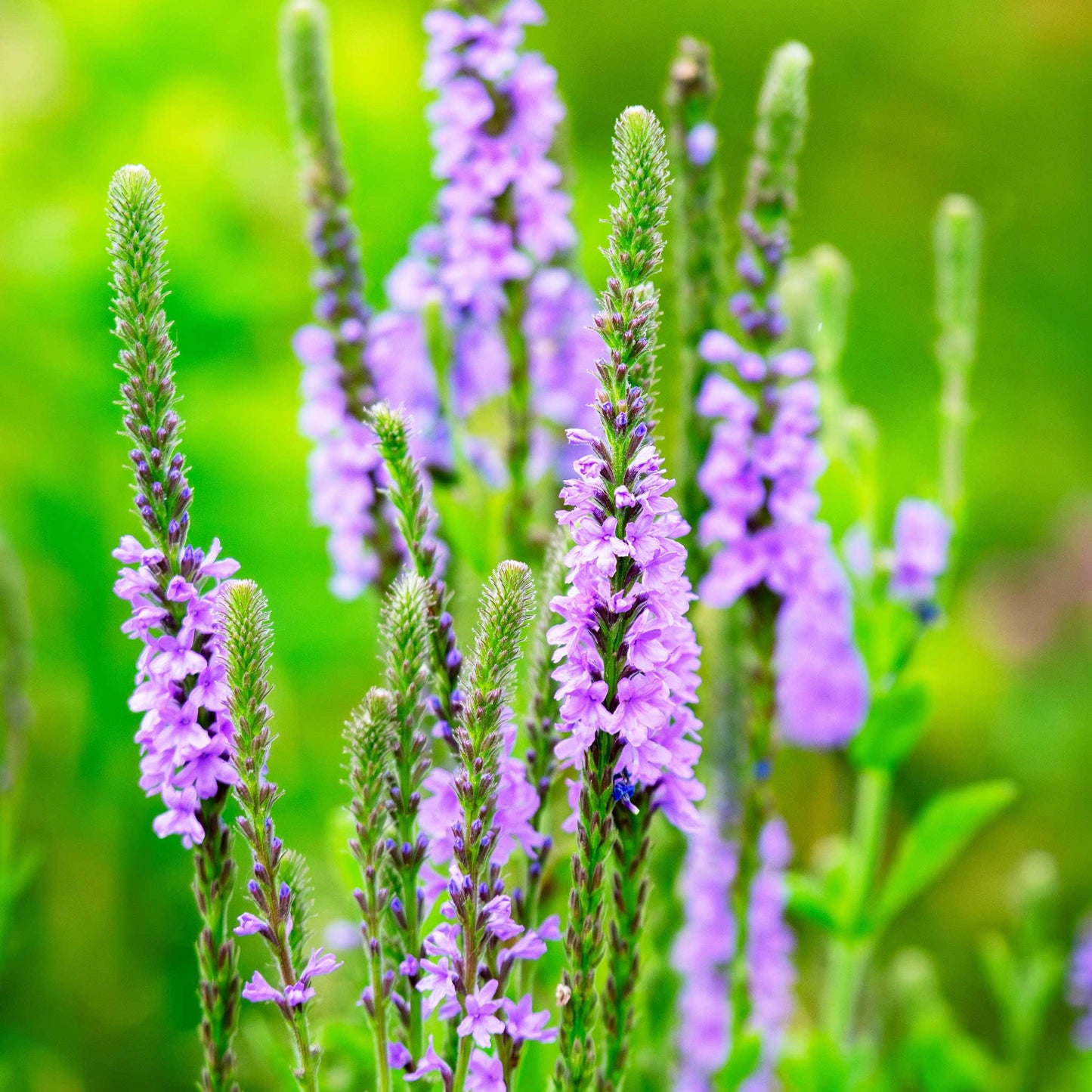 Purple hoary vervain verbena flowers on tall green spikes against a soft, blurred green background.