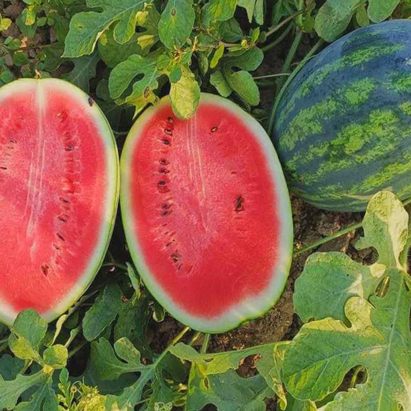 All Sweet watermelon with a green rind and dark stripes is sliced, revealing its juicy interior.