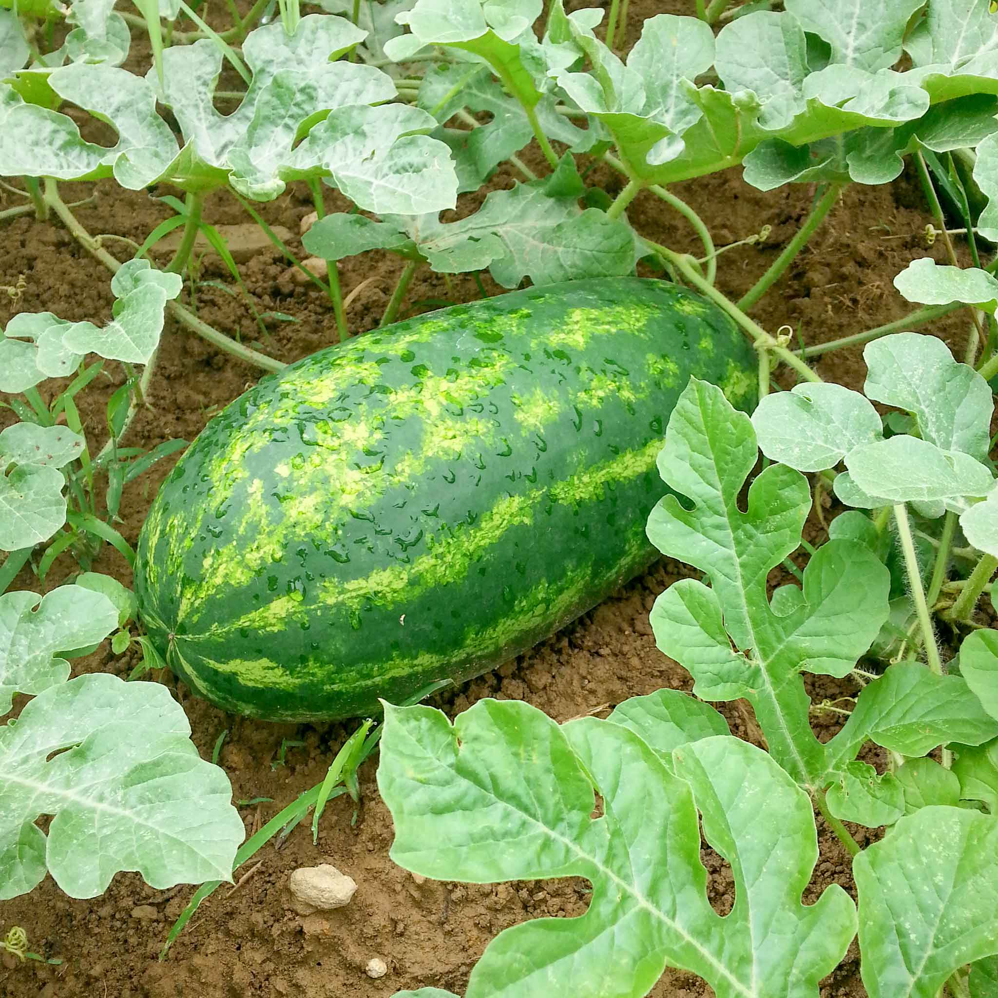 A single green All Sweet watermelon with dark green stripes on a vine and sitting on the ground.