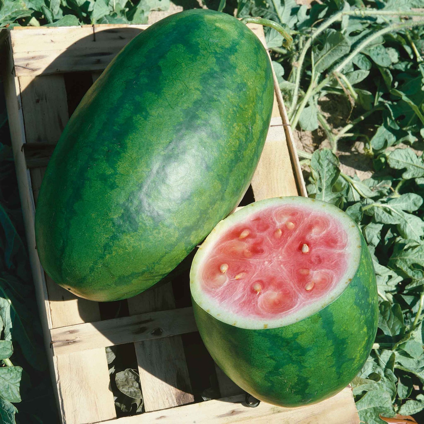 A round, green Congo watermelon with dark stripes sits on a wooden surface in an outdoor setting.