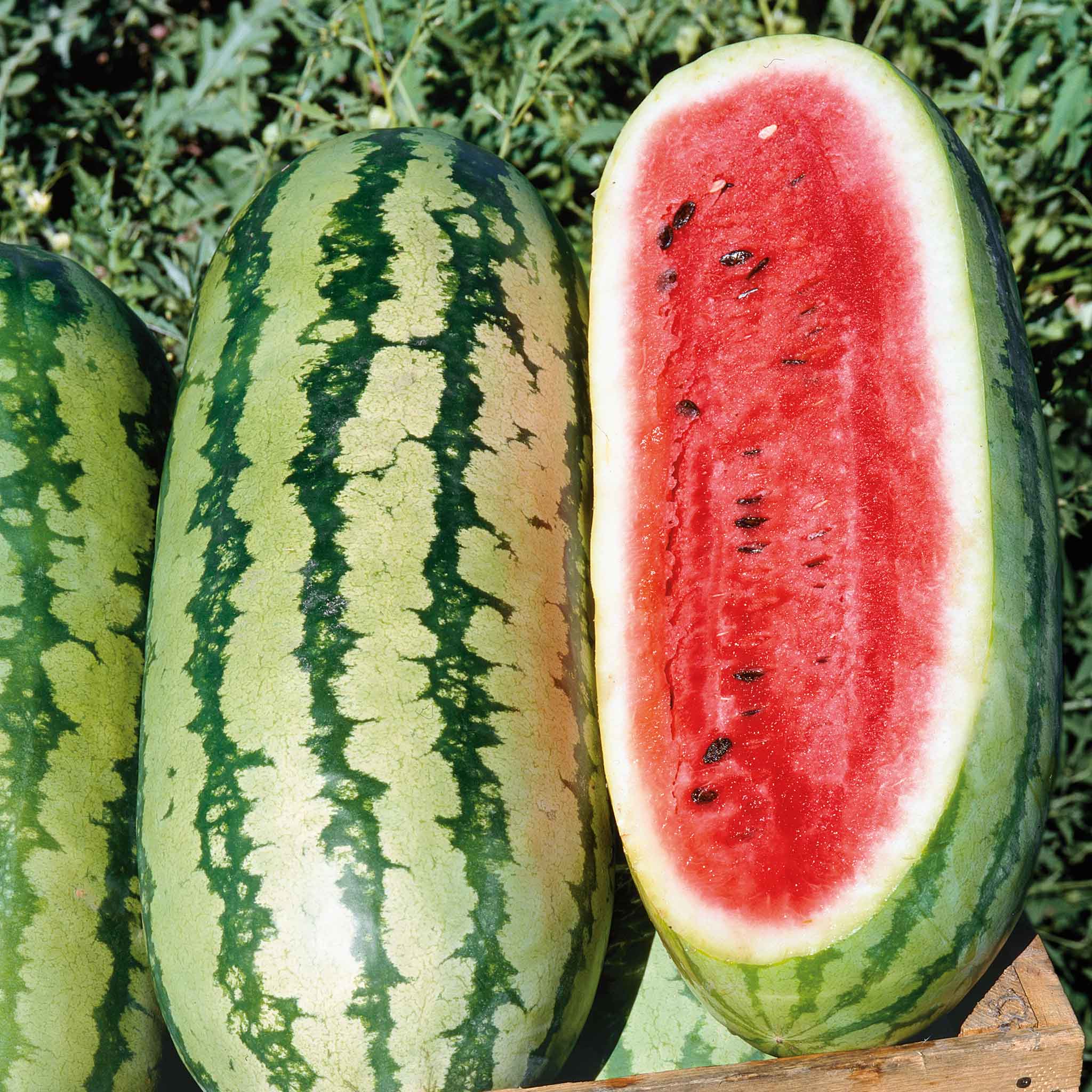 A large, oblong Georgia Rattlesnake watermelon with a light green rind and dark green stripes also showing a red fleshy center.