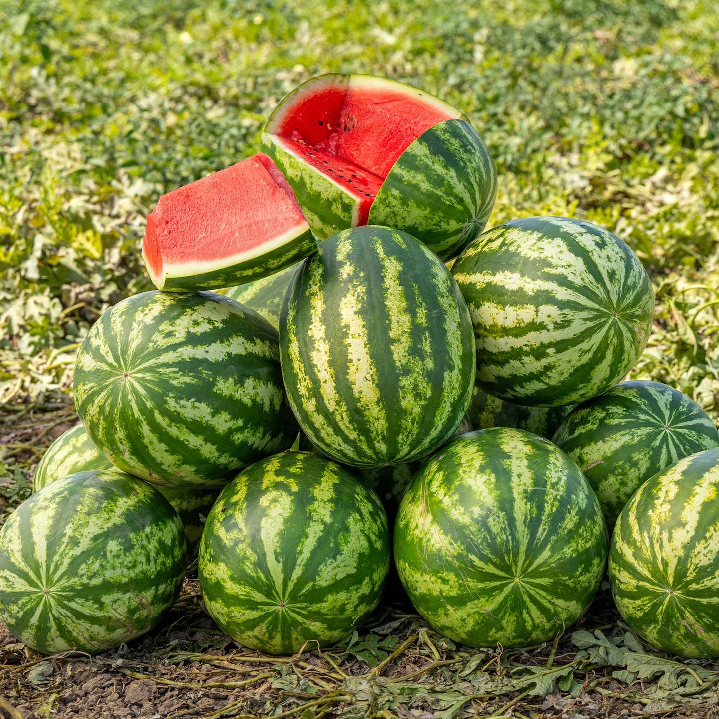 A ripe, Klondike Blue Ribbon Striped striped watermelon with a vibrant red interior, sliced, and on a pile of watermelon.