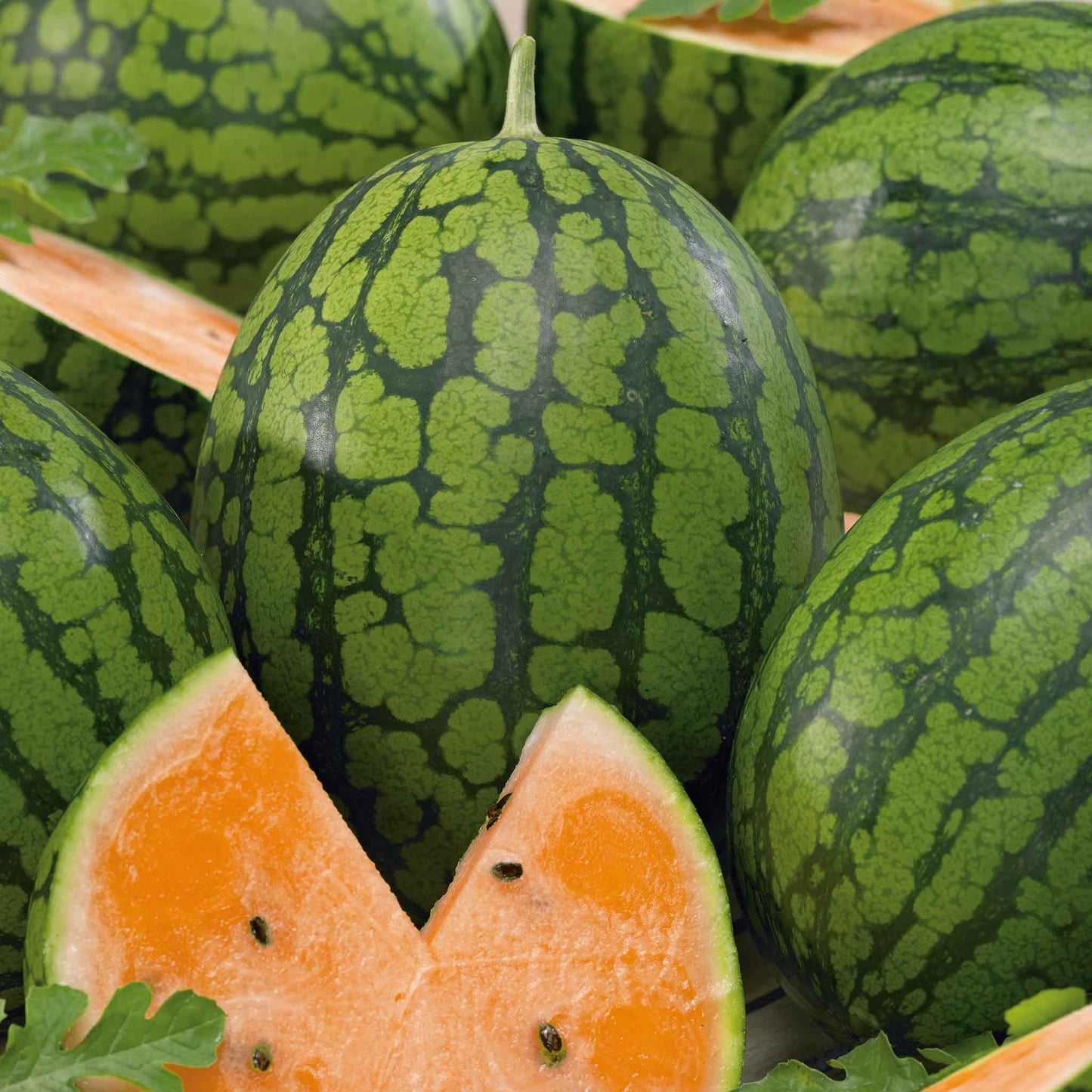 A Tendersweet Orange watermelon with a light green rind and dark green stripes.