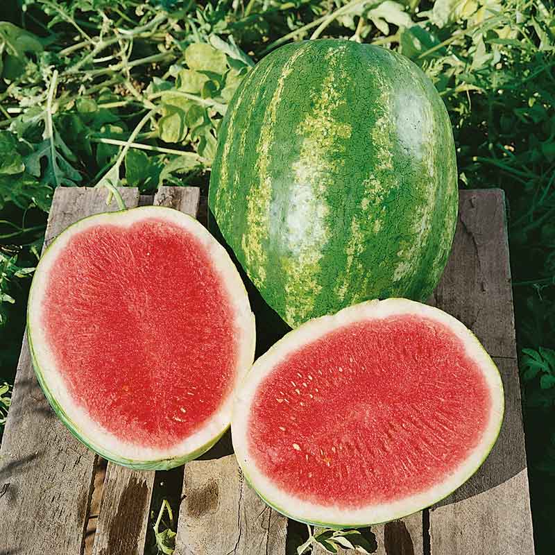 A ripe, Triple Crown watermelon with dark green stripes with two halves in front.