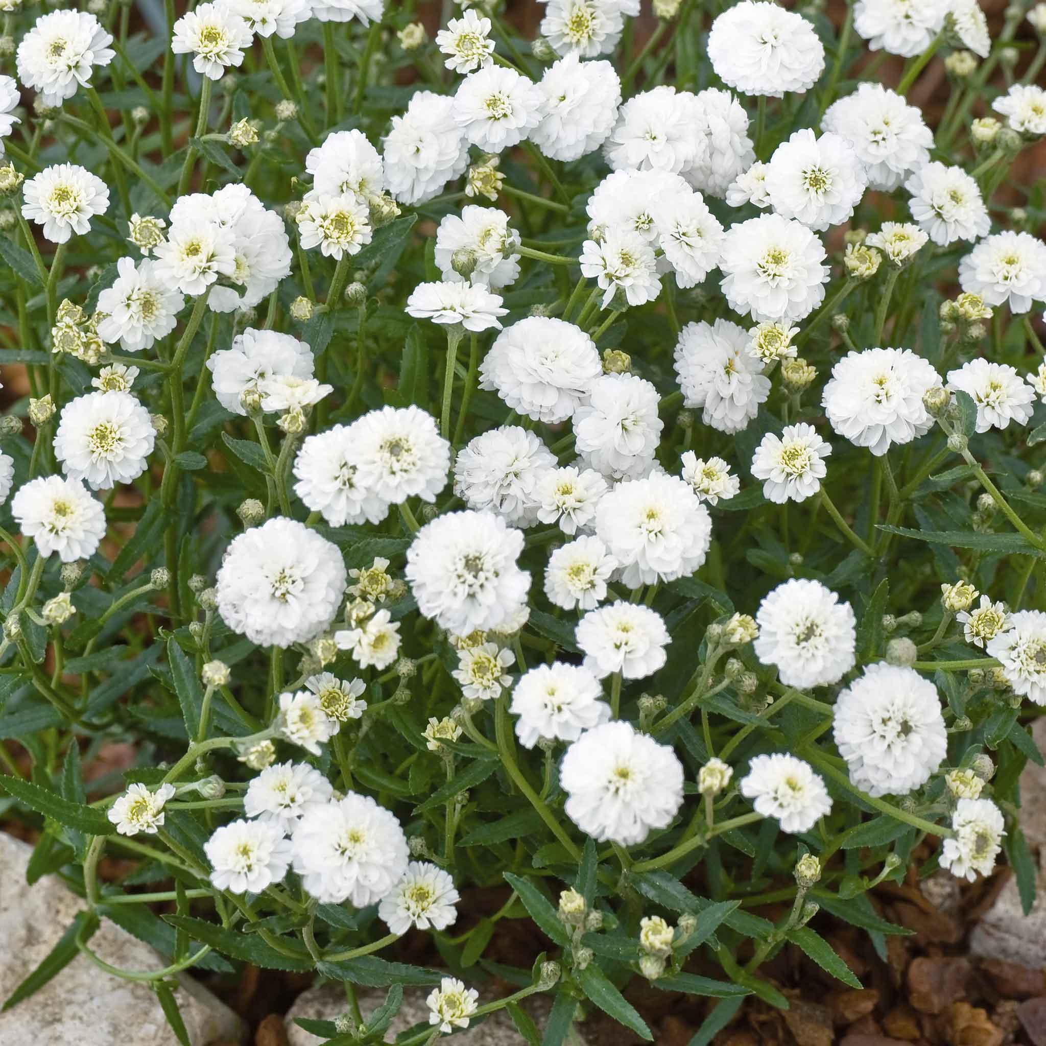 yarrow marshmallow