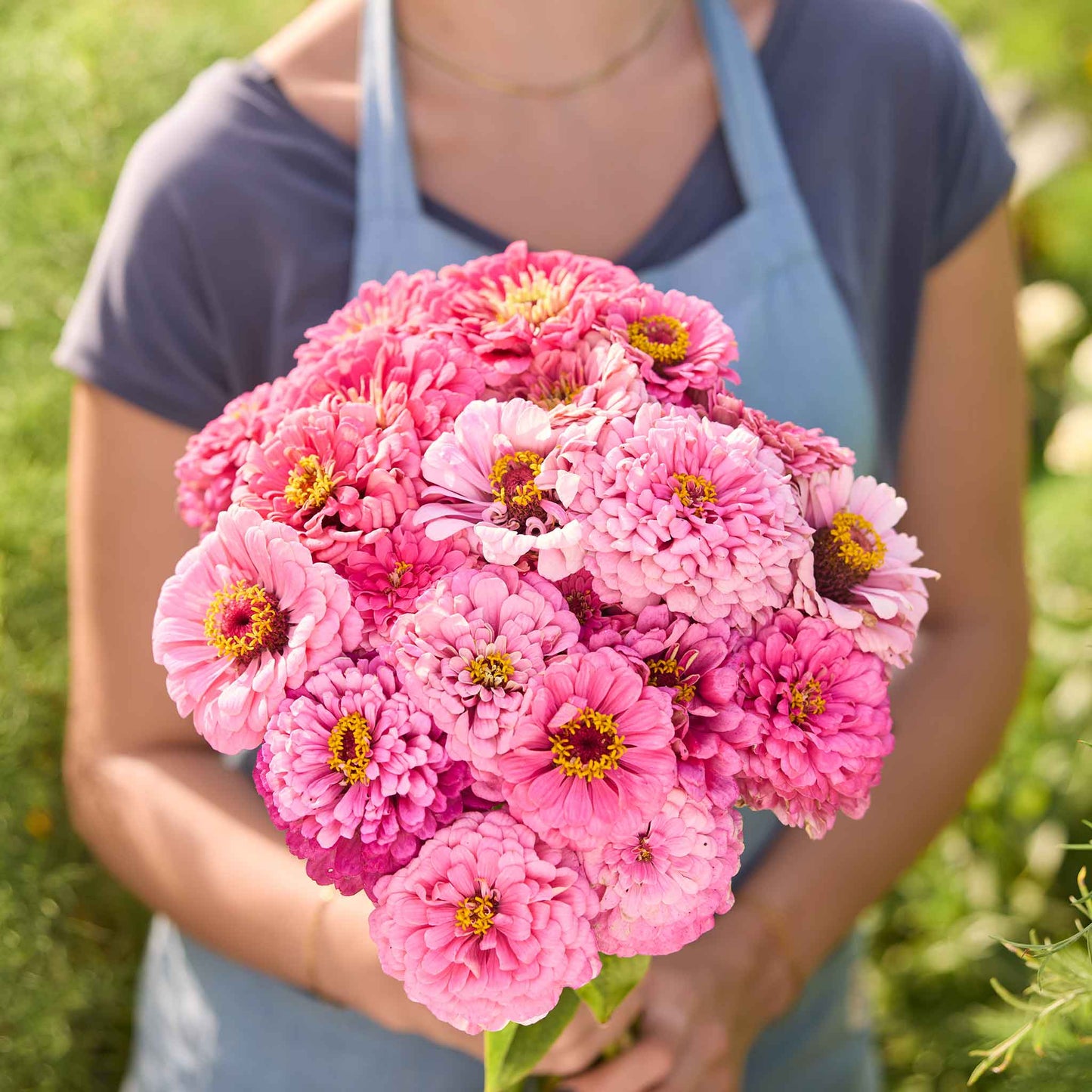 Bouquet of zinnia benary giant pink flowers held by a person in a natural setting