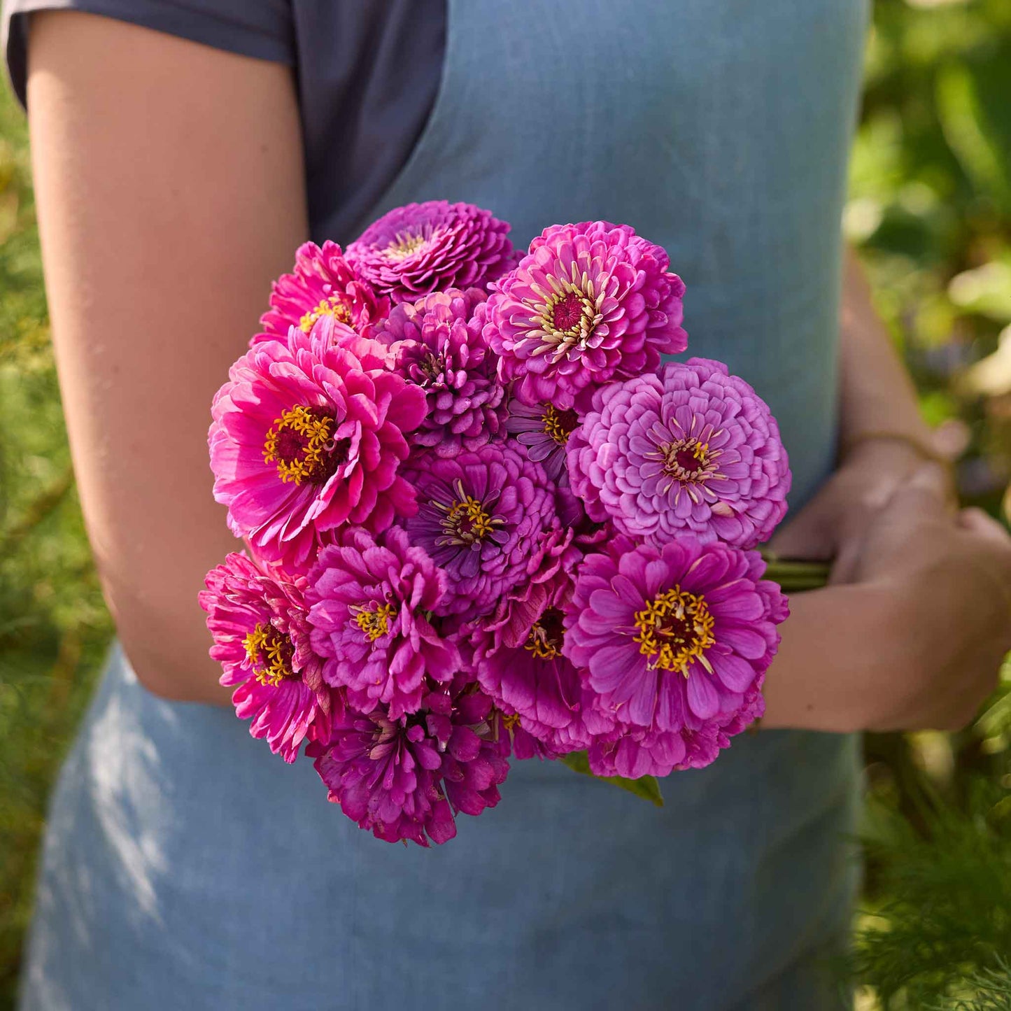 Person holding a bouquet of benary giant lilac zinnia flowers in a natural setting