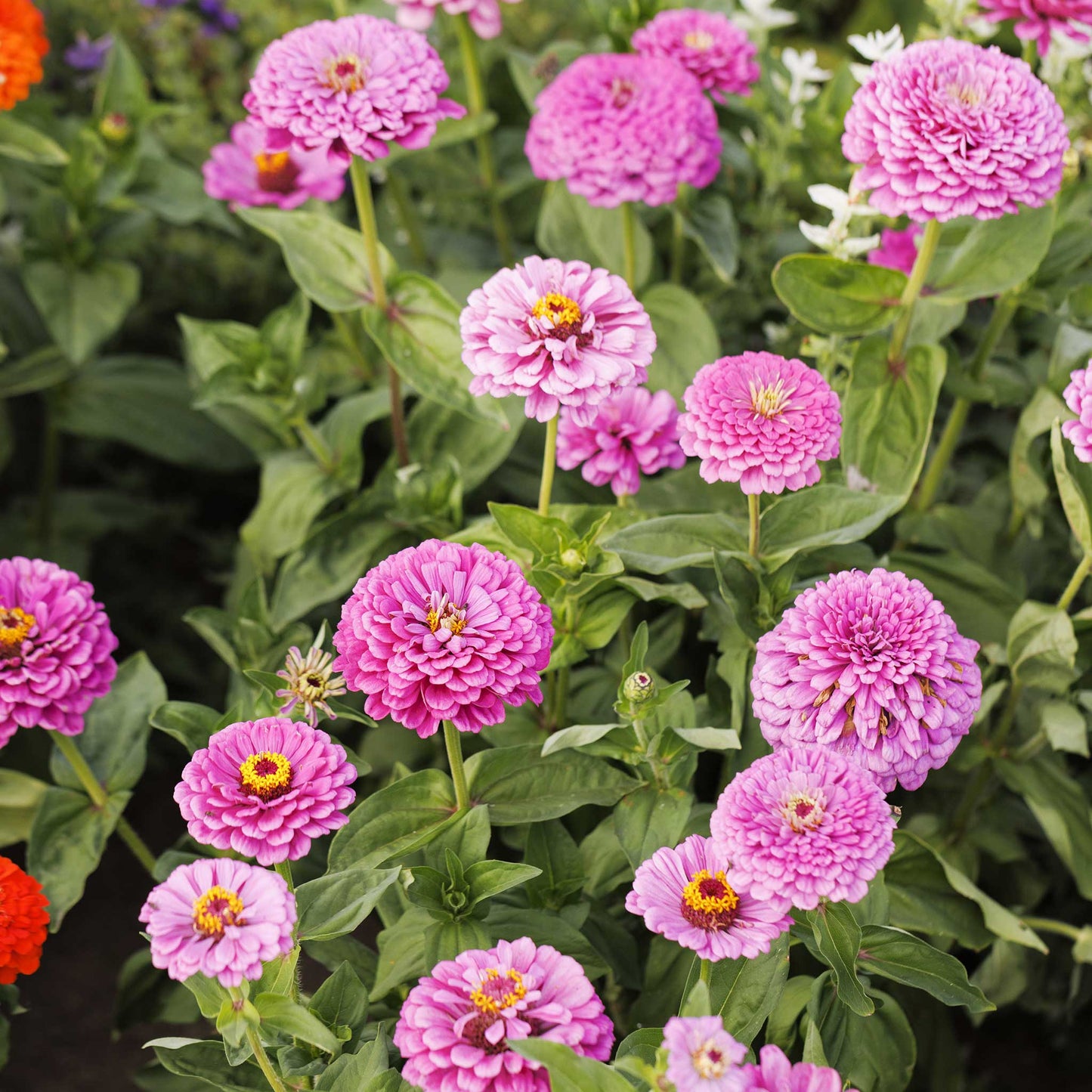 Several Benary's Giant Lilac zinnia flowers in bloom with green foliage.