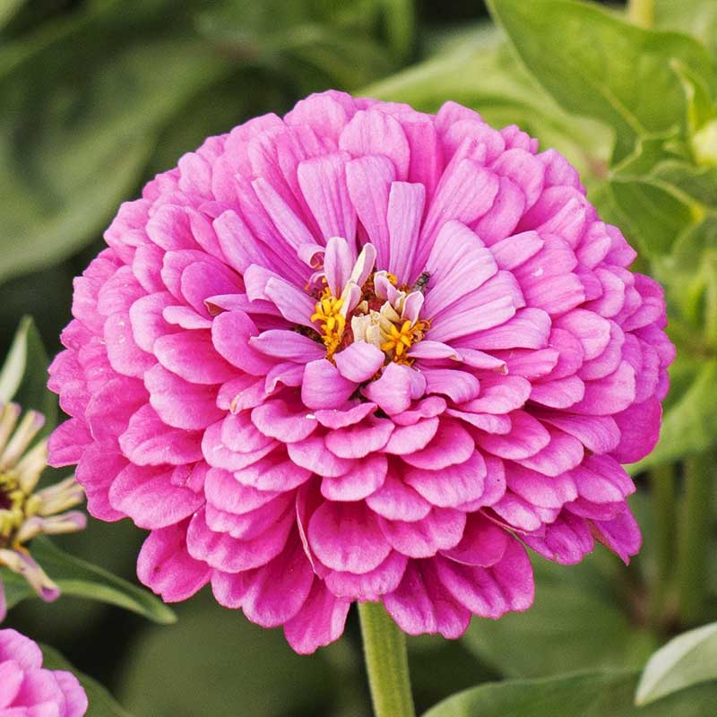 A close-up image of a benary giant lilac Zinnia flower with a pale lavender center.