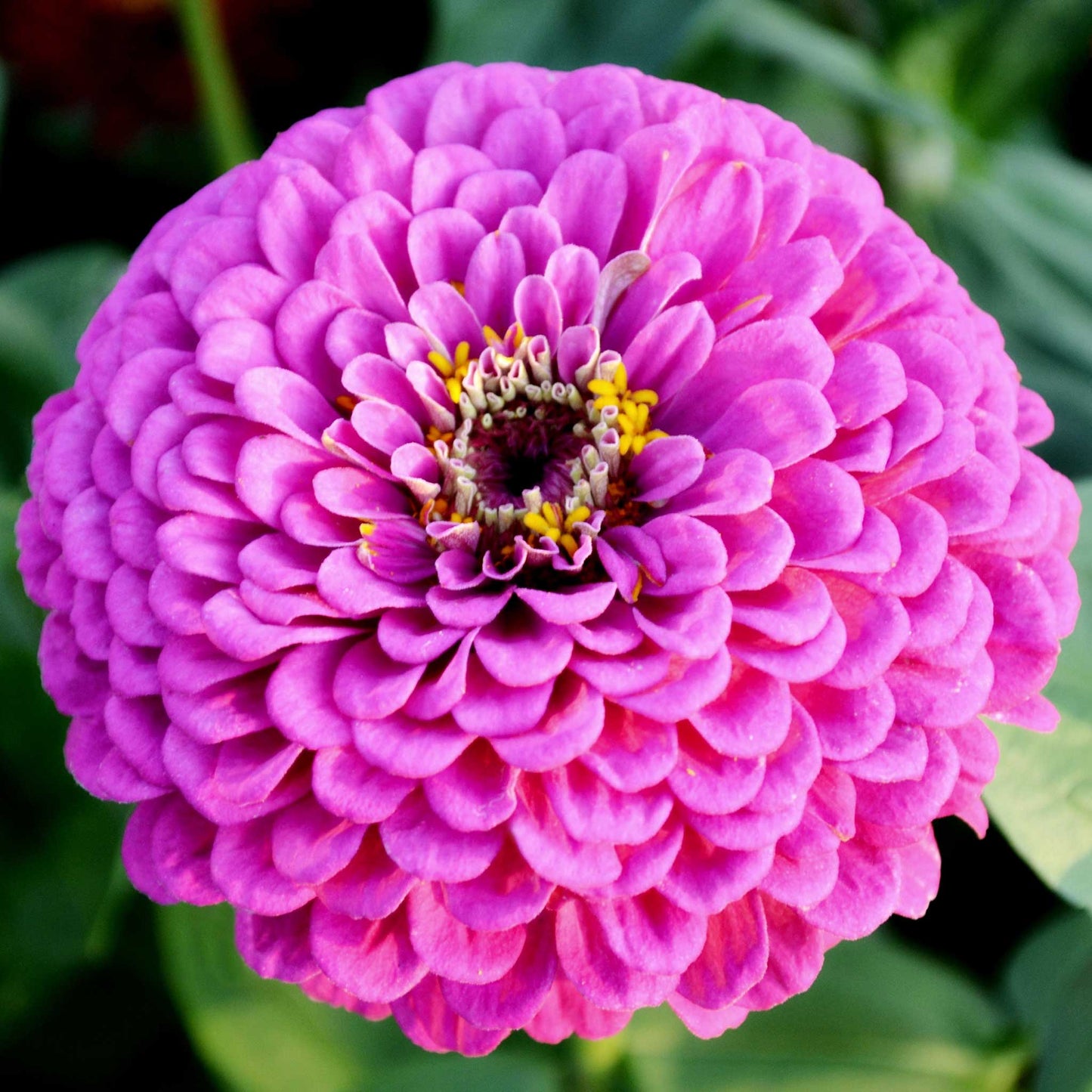 A close-up image of a benary giant lilac Zinnia flower with a pale lavender center.