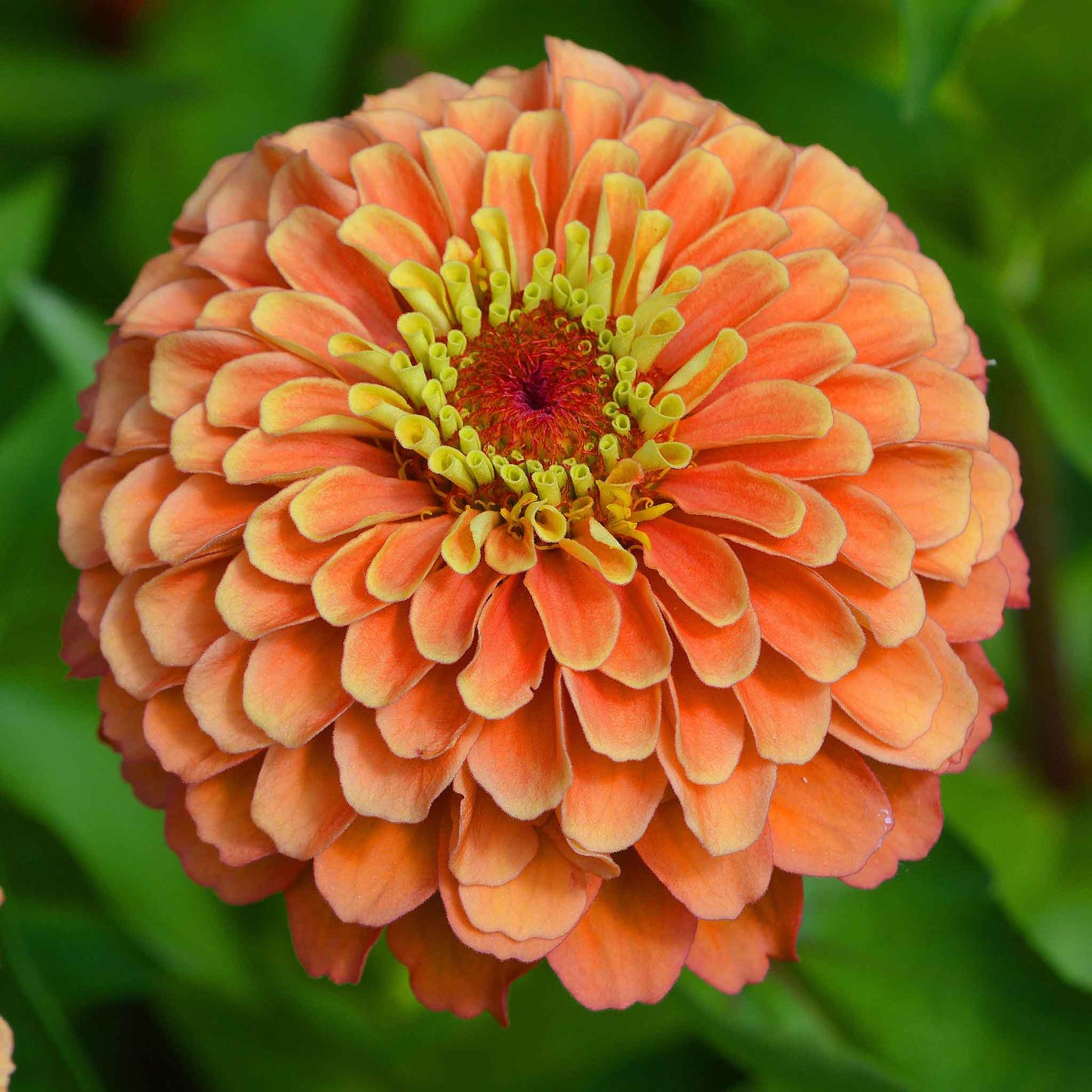 Close-up image of a benary giant salmon rose Zinnia flower with a yellow center.