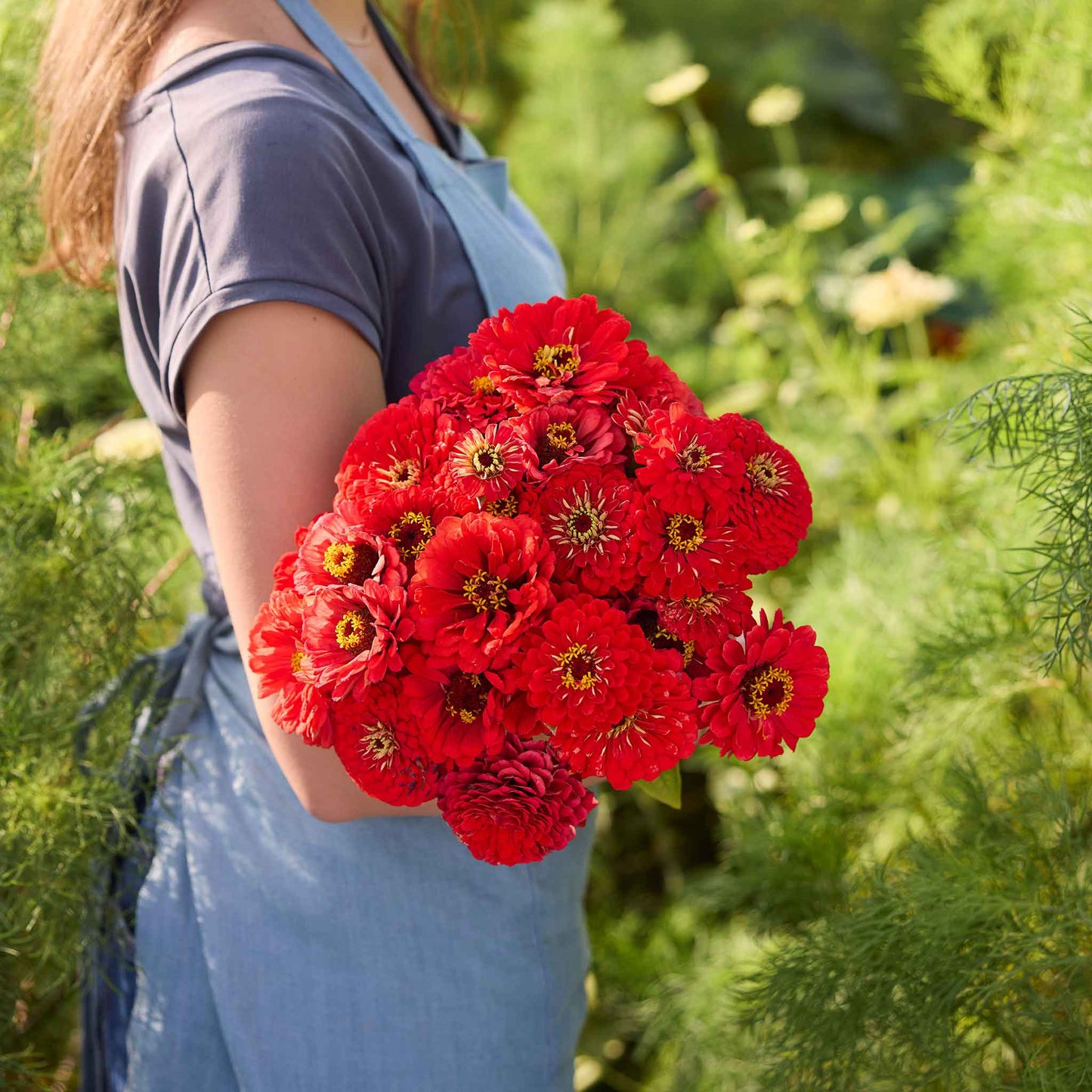 A person holding a bouquet of vibrant benary giant scarlet zinnia flowers with a blurred background.