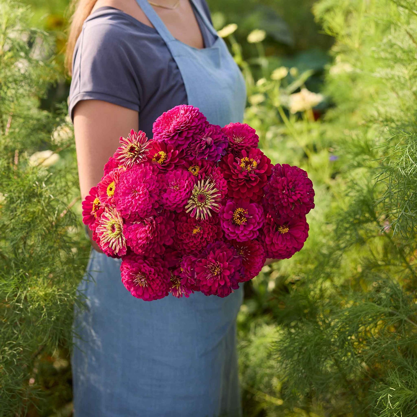 A person holding a bouquet of benary giant wine Zinnia flowers with green foliage in the background.