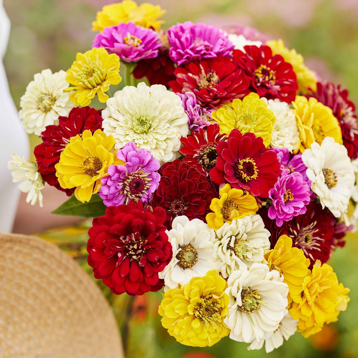 zinnia benary mix