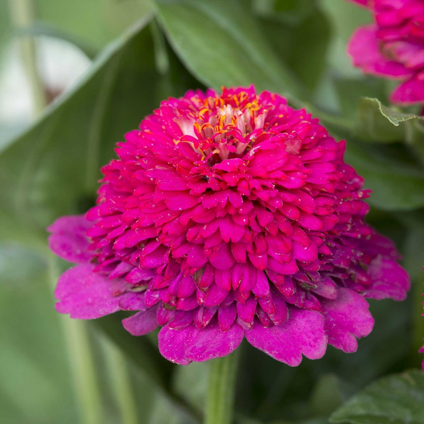 A close-up of a bright cresto violet zinnia flower with dense layered petals and a small yellow-orange center, surrounded by green leaves.