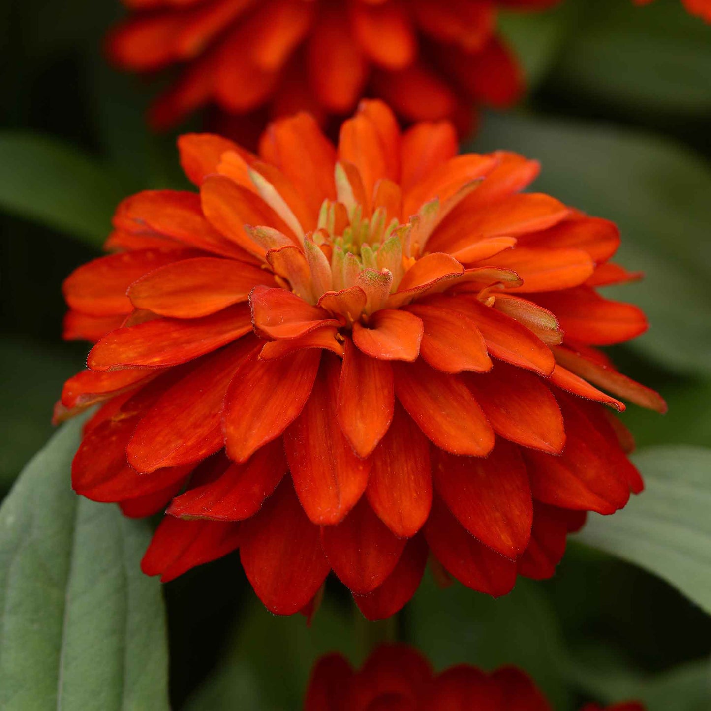 zinnia zahara fire