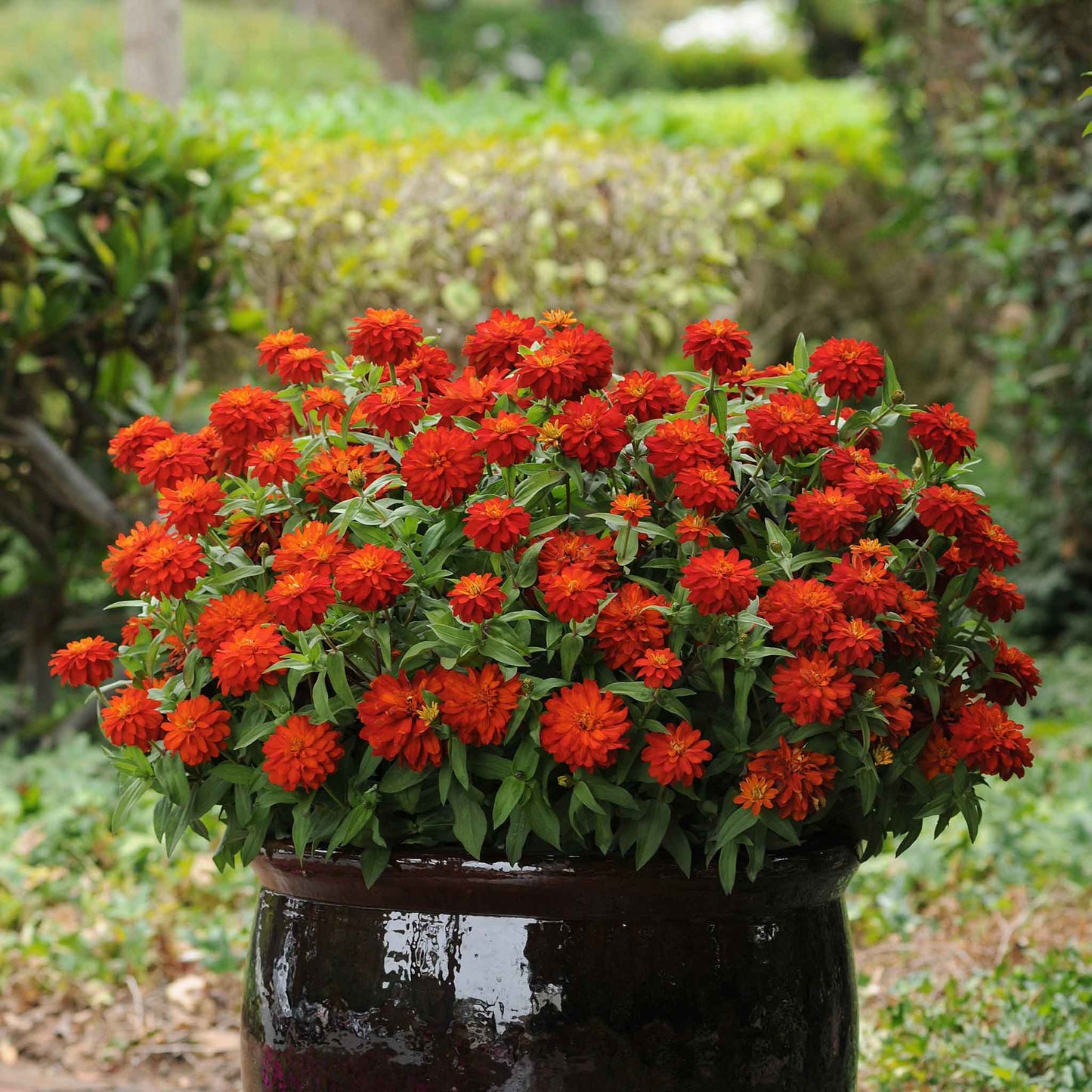 zinnia zahara fire