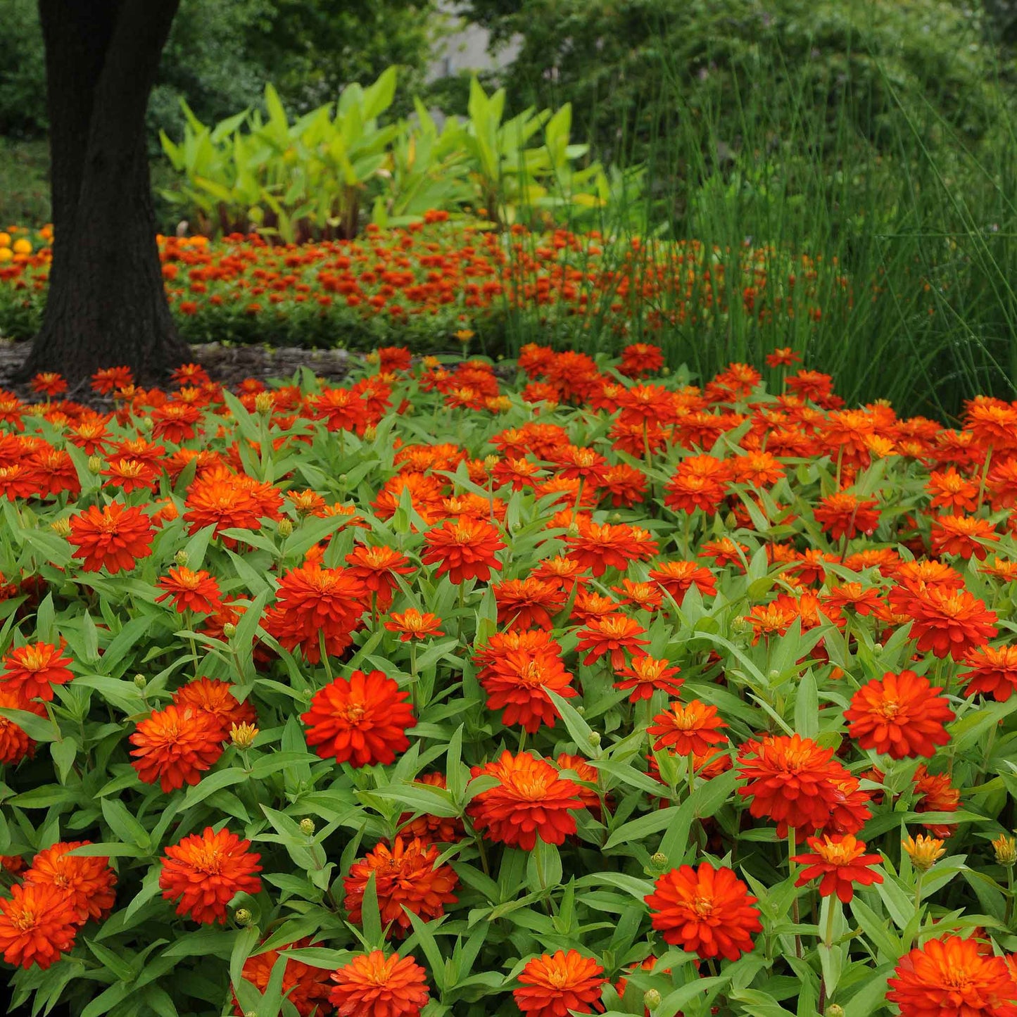 zinnia zahara fire