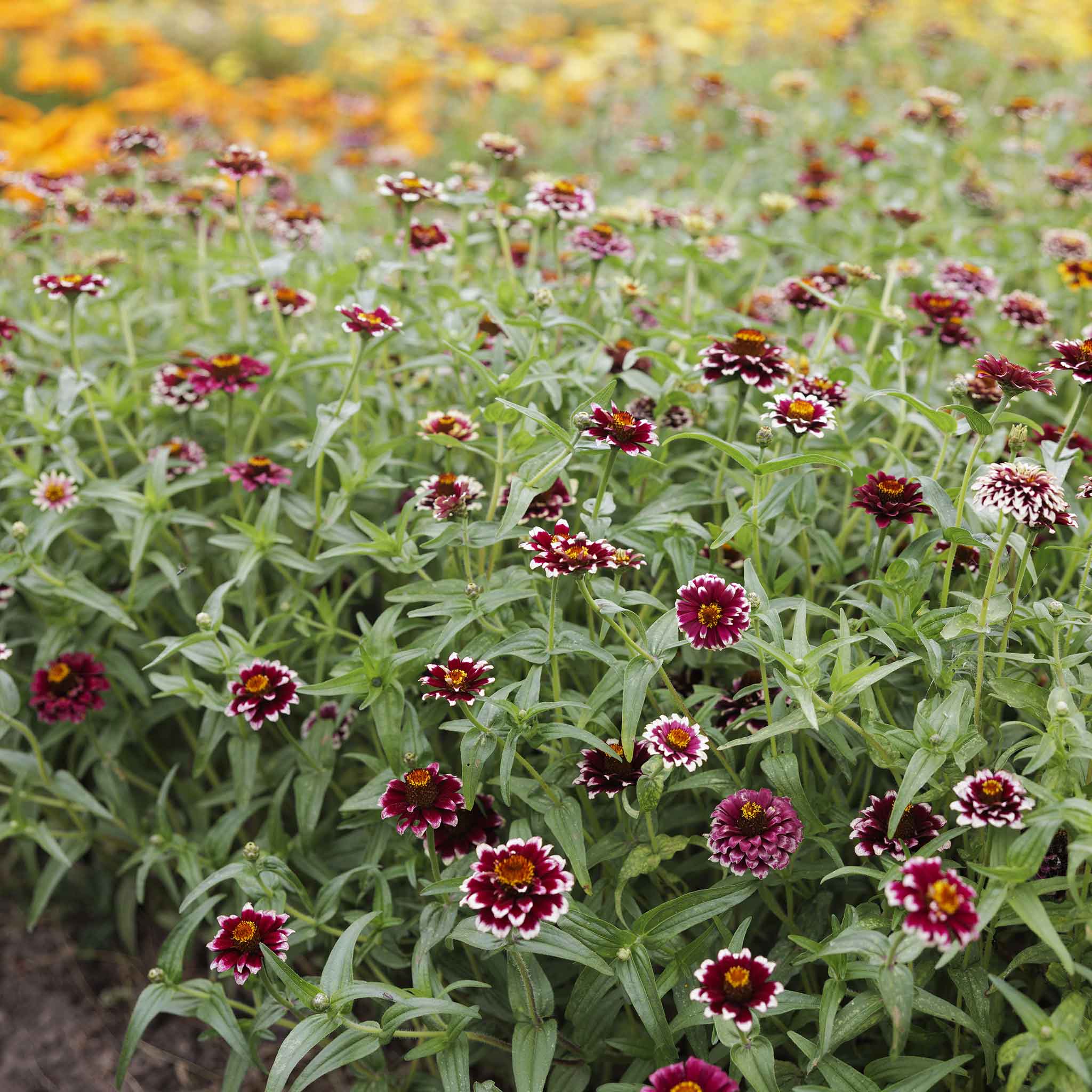 zinnia jazzy red