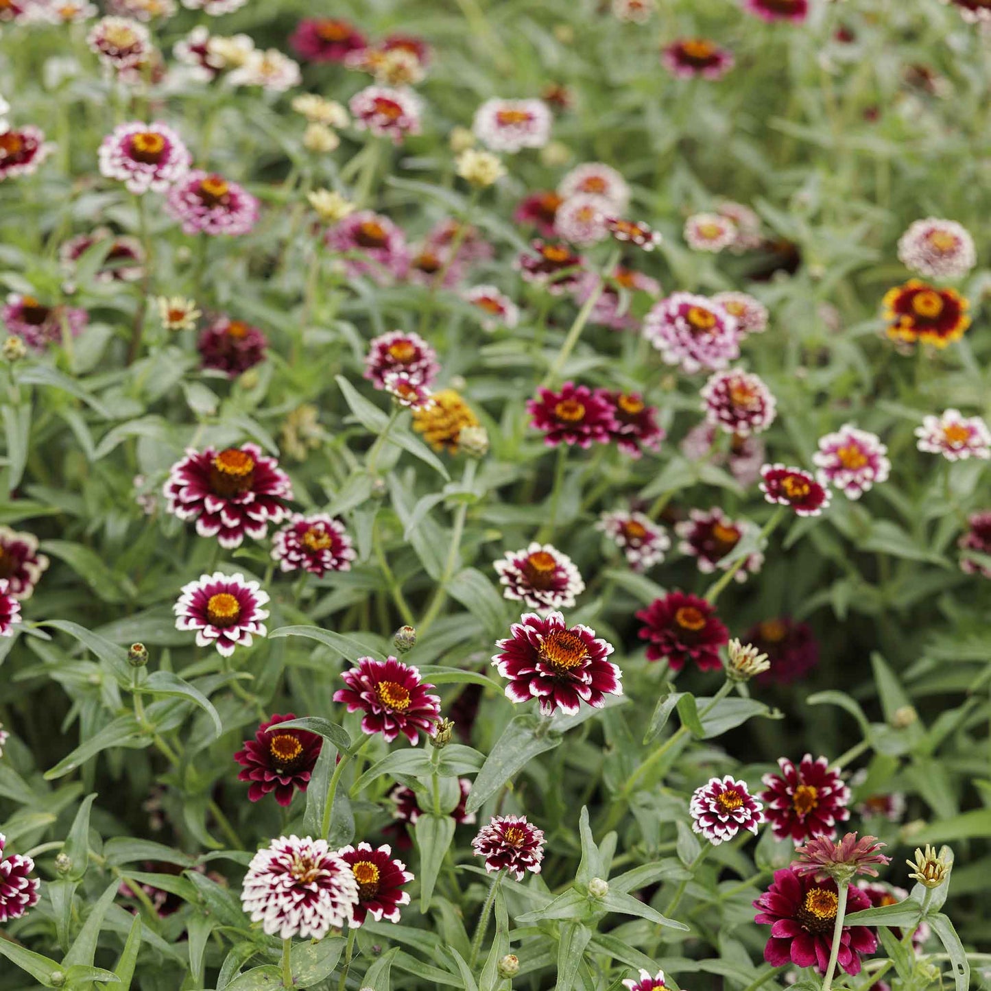 zinnia jazzy red