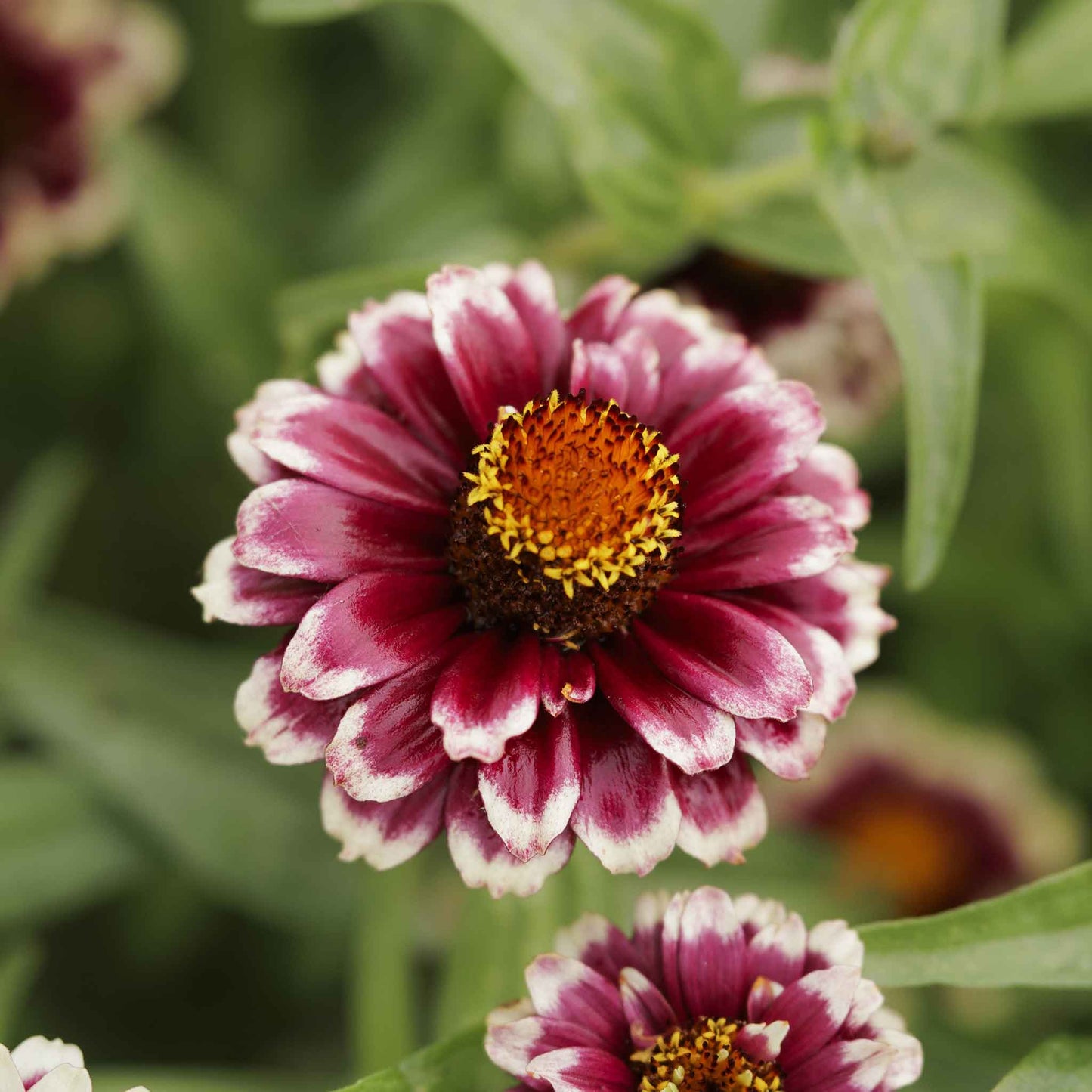 zinnia jazzy red