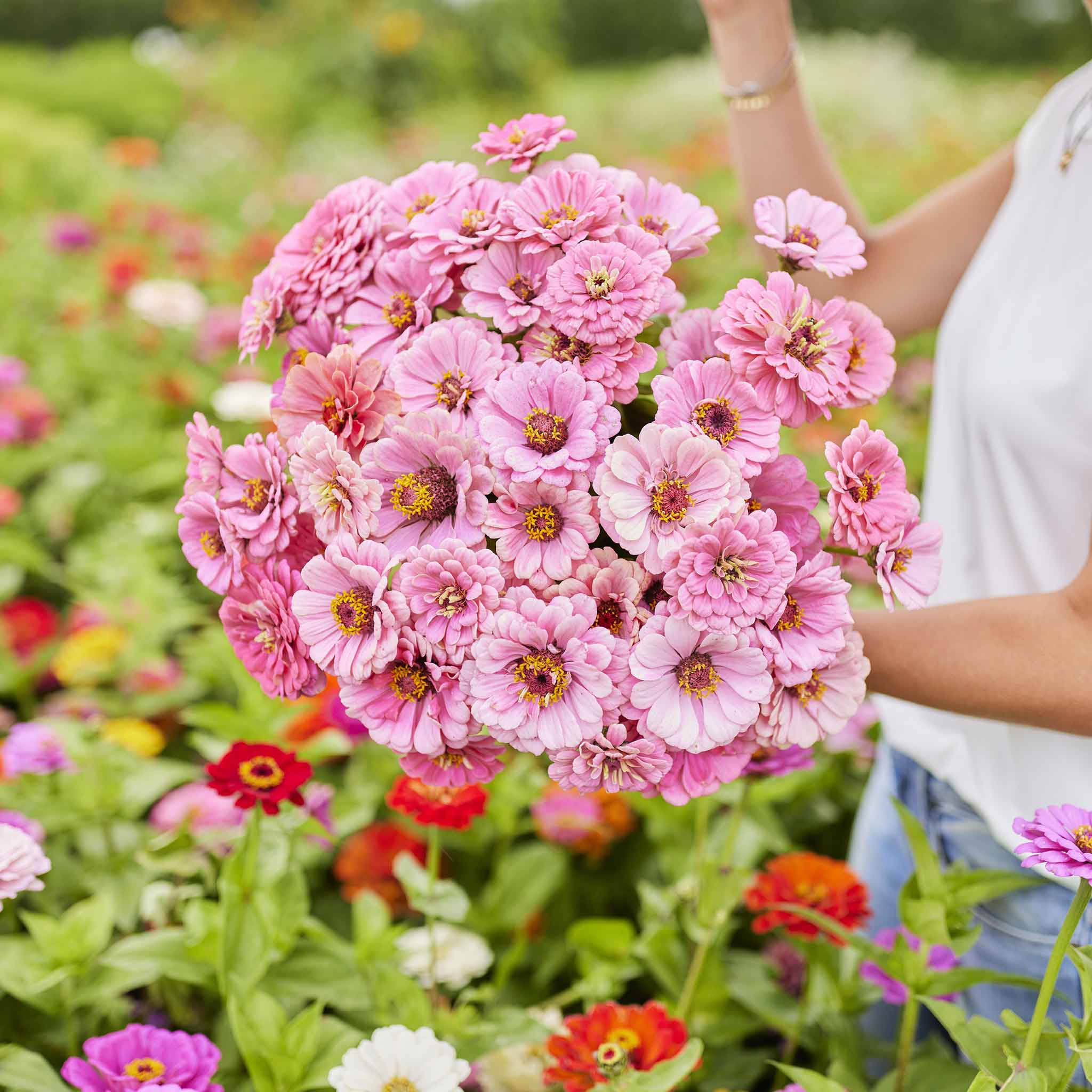 zinnia miss willmott