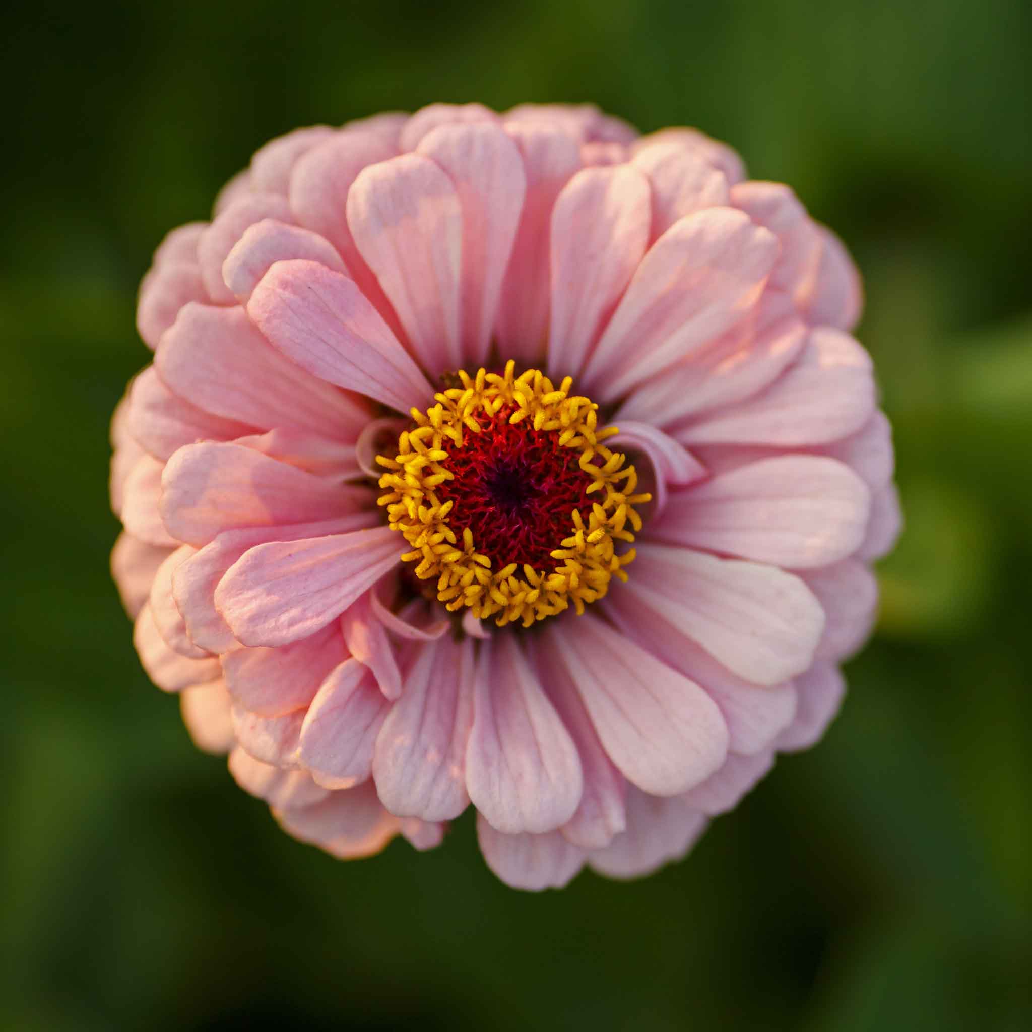 zinnia miss willmott