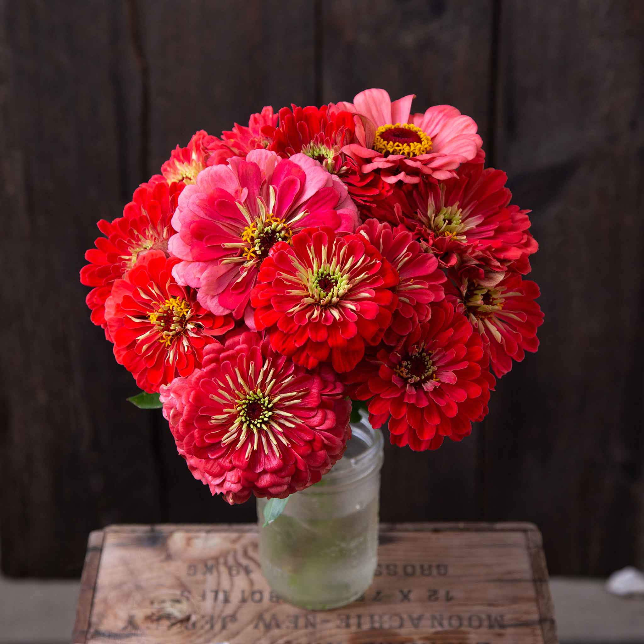 zinnia organic giant coral