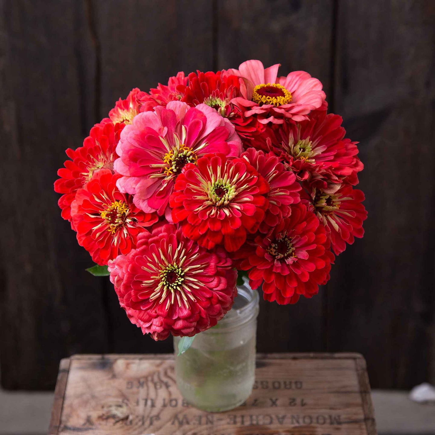 zinnia organic giant coral