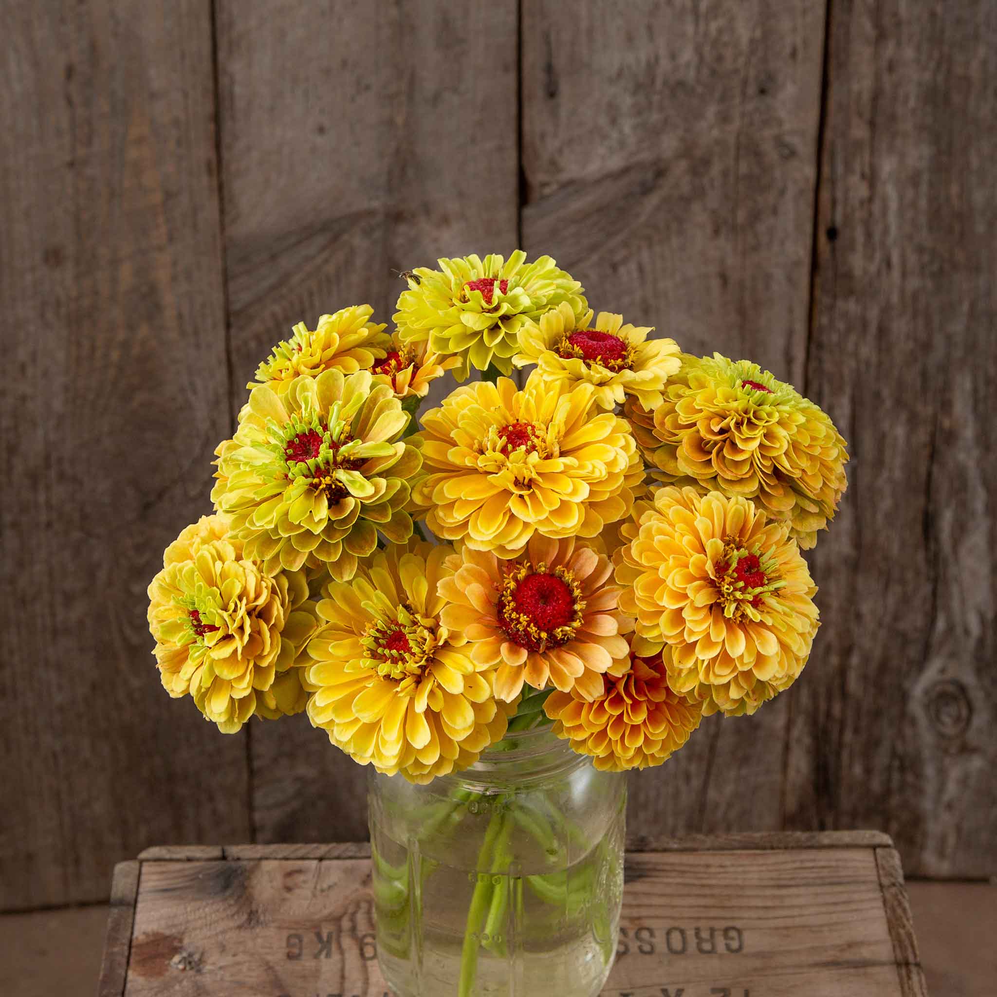 zinnia organic queeny lemon peach
